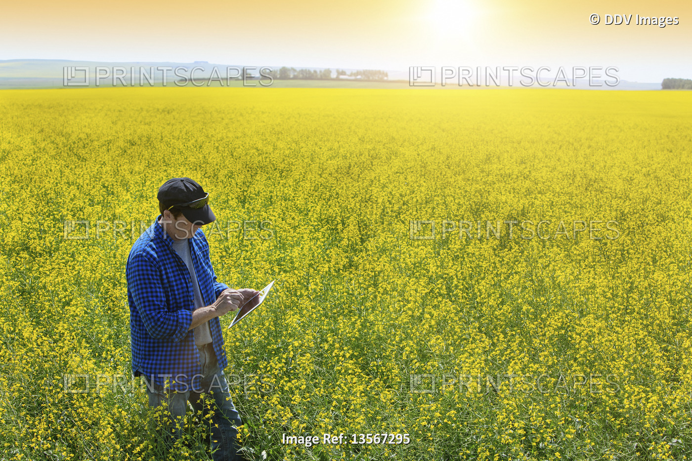 Farmer standing in a canola field using a tablet and inspecting the yield at ...