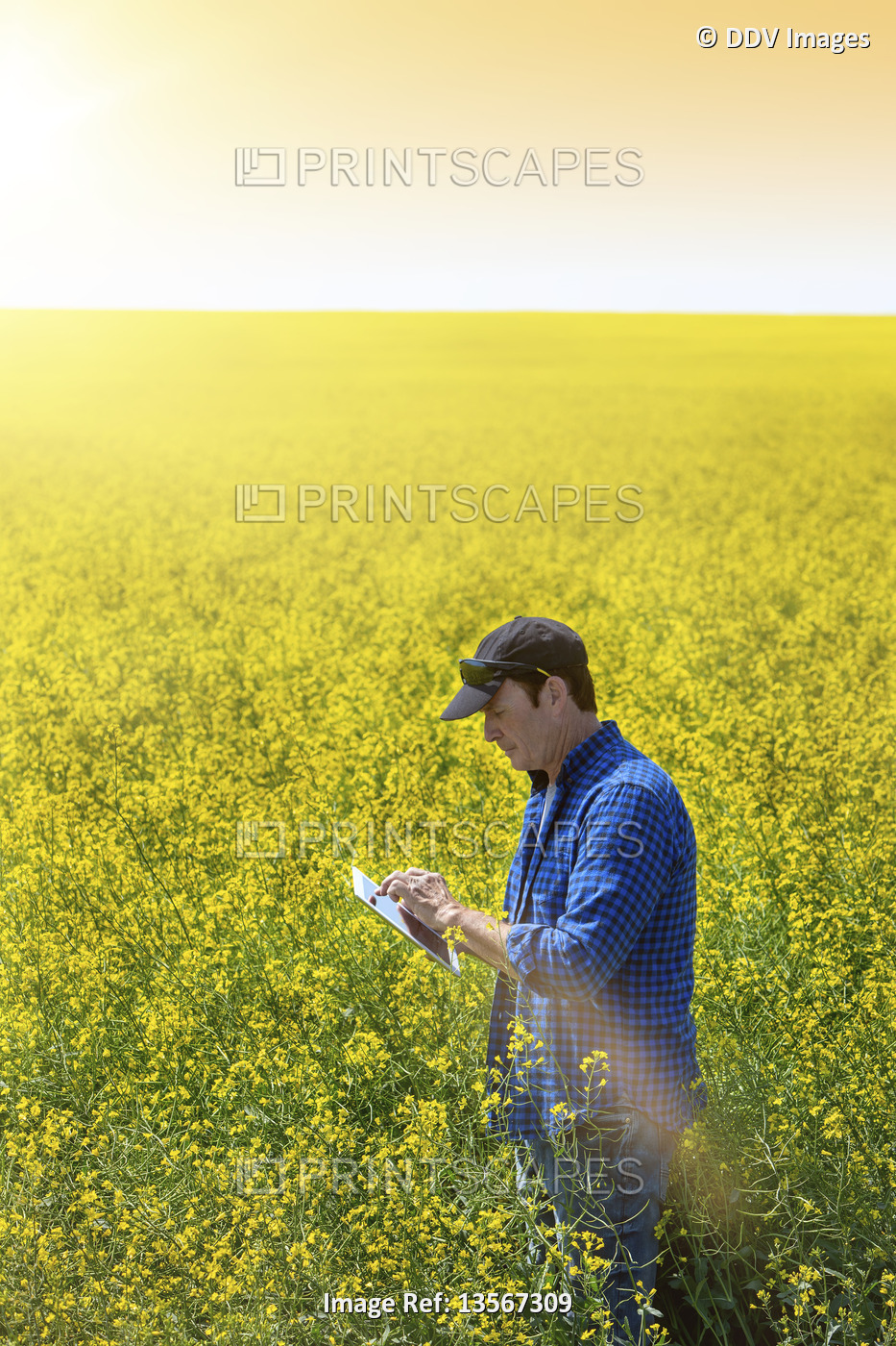 Farmer standing in a canola field using a tablet and inspecting the yield at ...