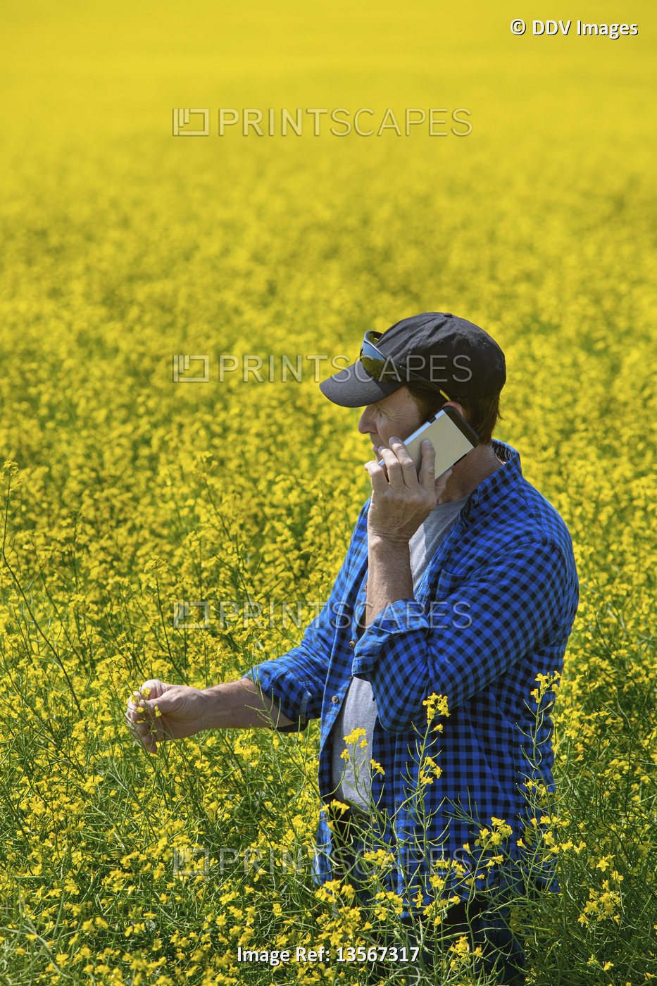 Farmer standing in a canola field using a smart phone and inspecting the yield; ...