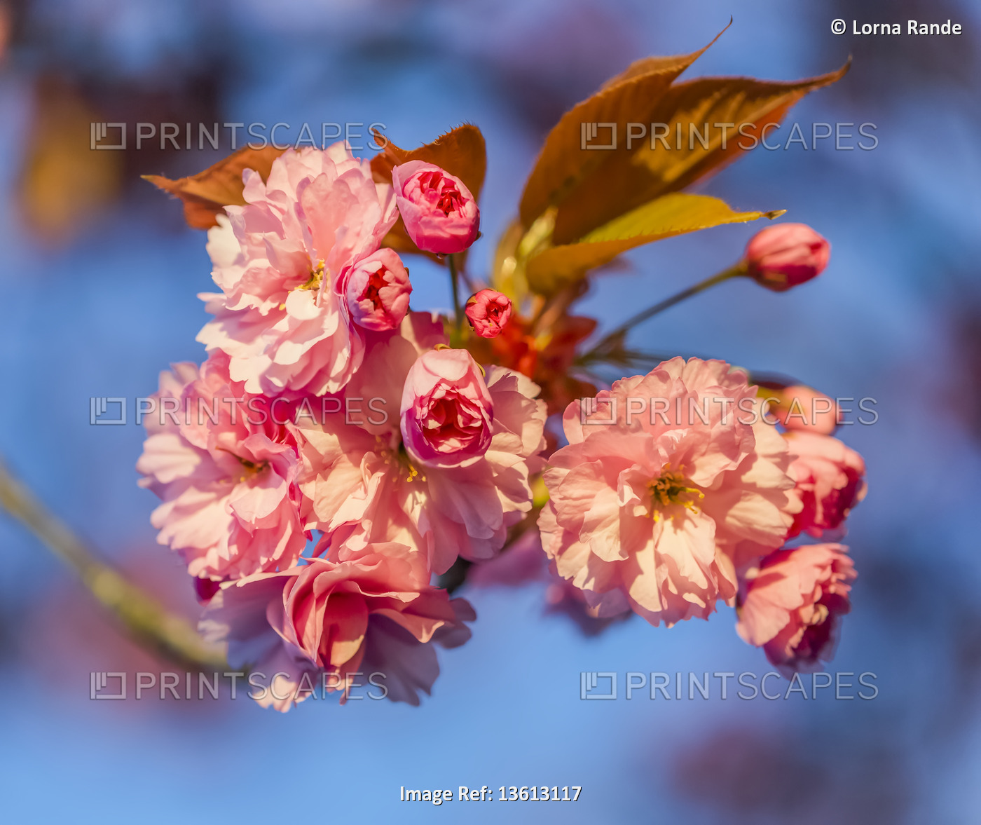 Cherry blossoms against a blue sky; Surrey, British Columbia, Canada