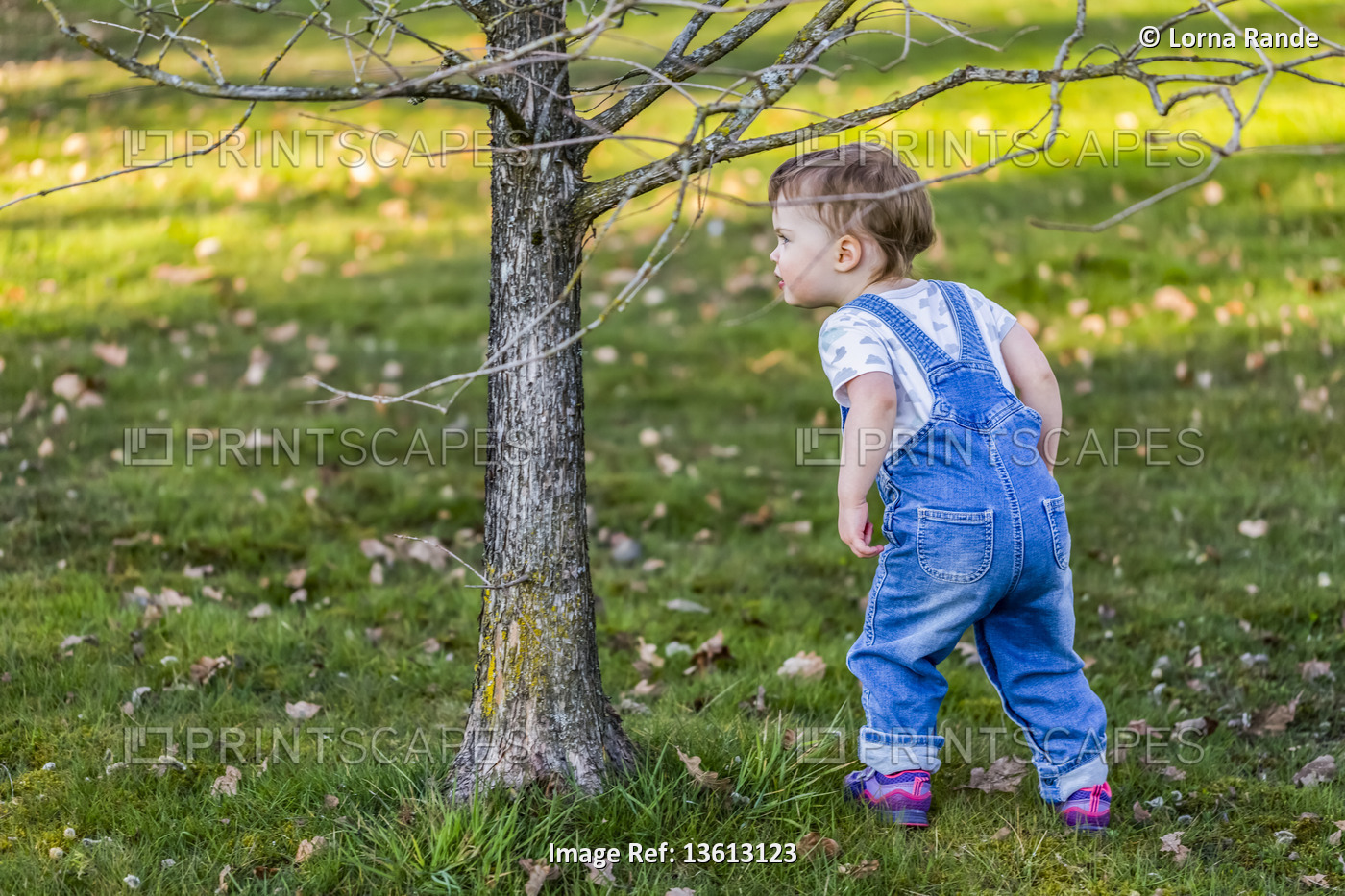 Toddler girl plays in a park and hides behind a small tree; North Vancouver, ...