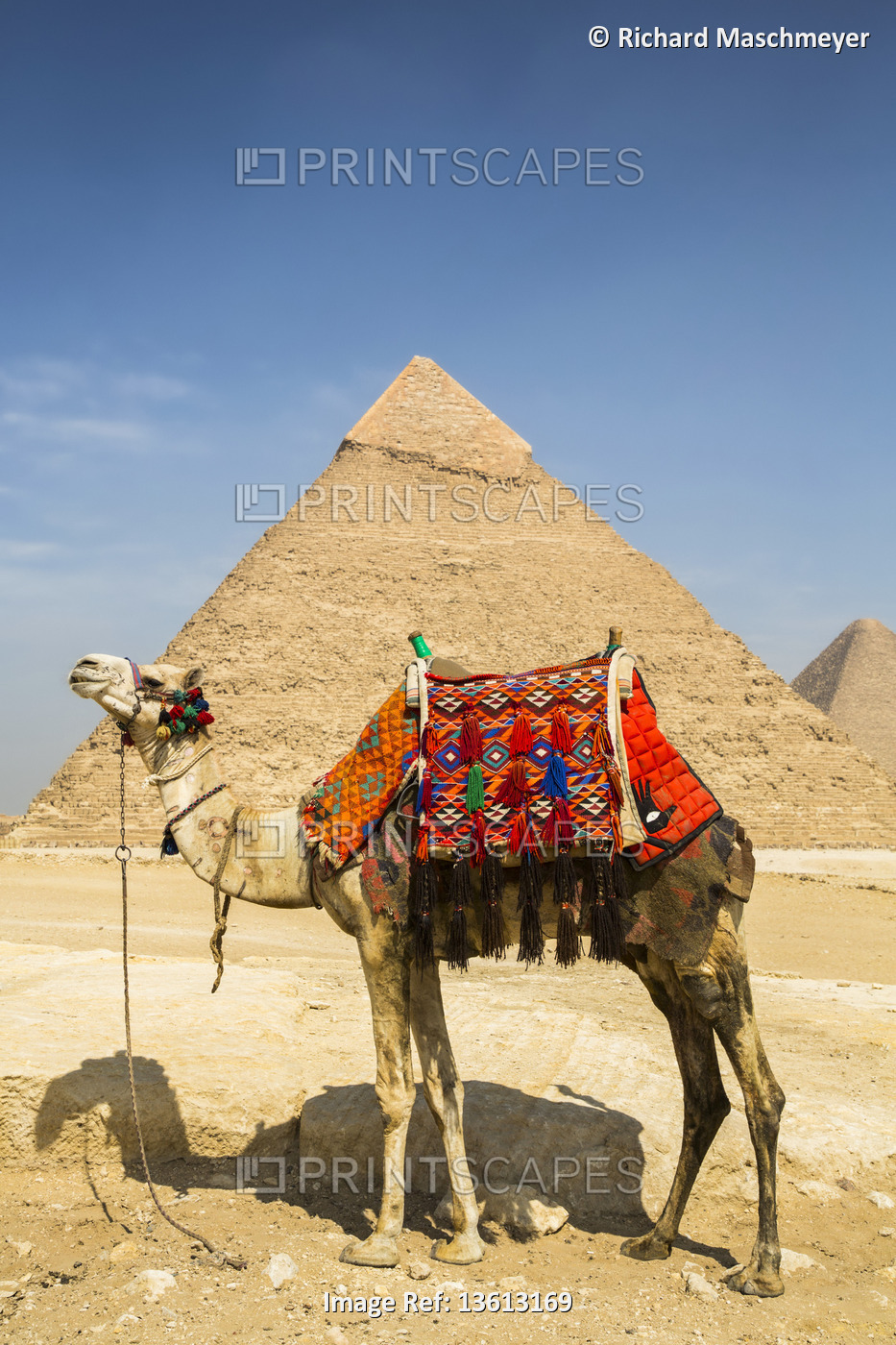 Decorated camel and Pyramid of Khafre (Chephren), Giza Pyramid Complex, UNESCO ...