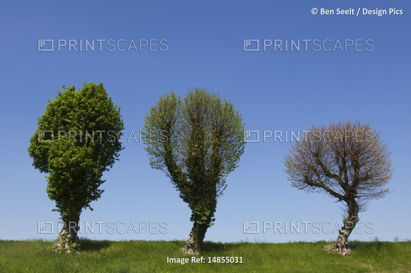 Three Trees Against Sky, Charmoy, Aube, France