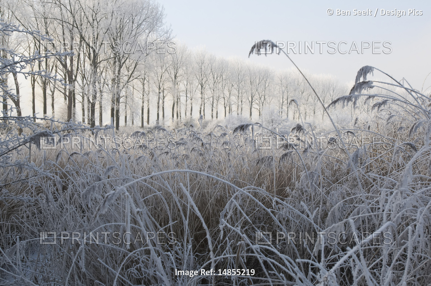 Frost-Covered Reeds, Nisse, Zeeland, Netherlands