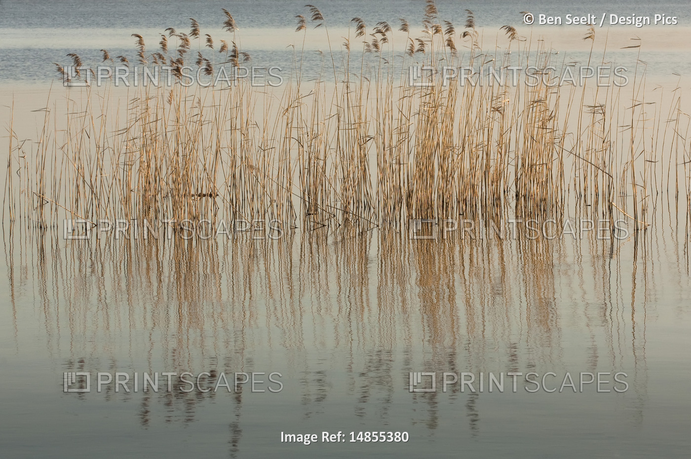 Reeds in Water, Giethoorn, Overijssel, Netherlands