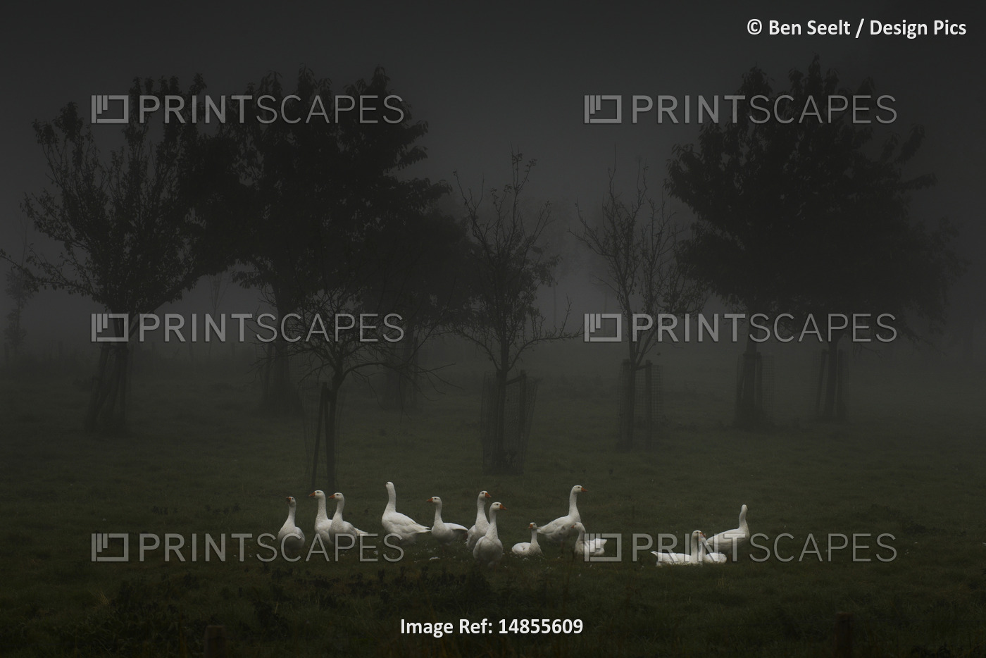 Flock of white geese in foggy field