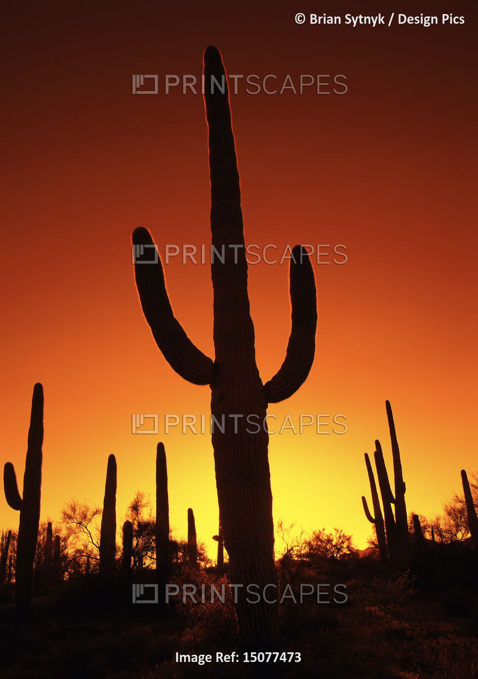 Saguaro Cactus at Sunset Organ Pipe Cactus National Monument, Arizona, USA