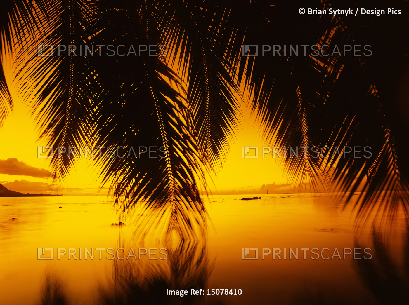 Palm Trees Over Water at Sunset, Moorea, Tahiti, French Polynesia