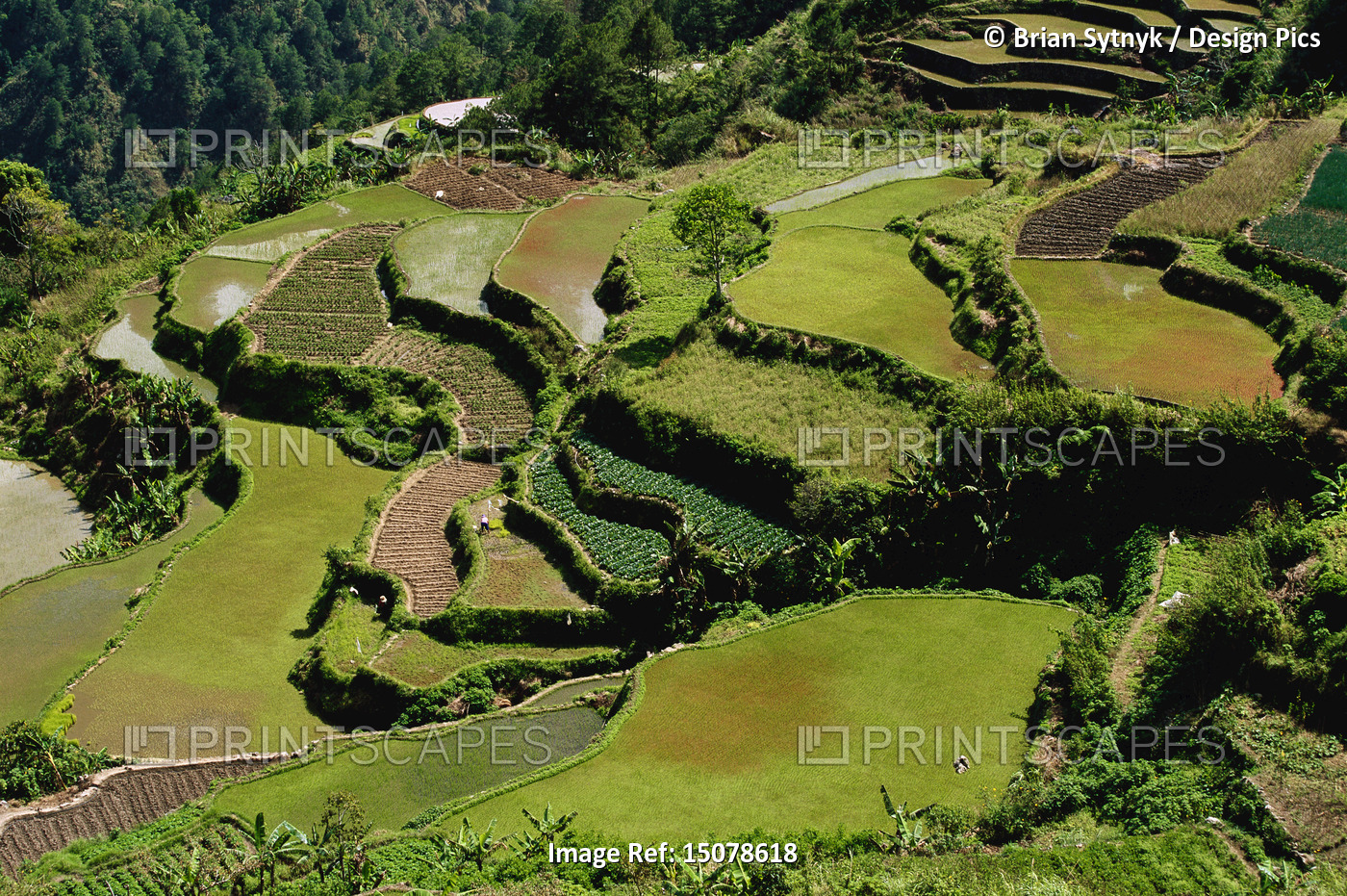 Rice Terraces, Halsema Highway, Benquet, Mountain Province, Luzon Philippines