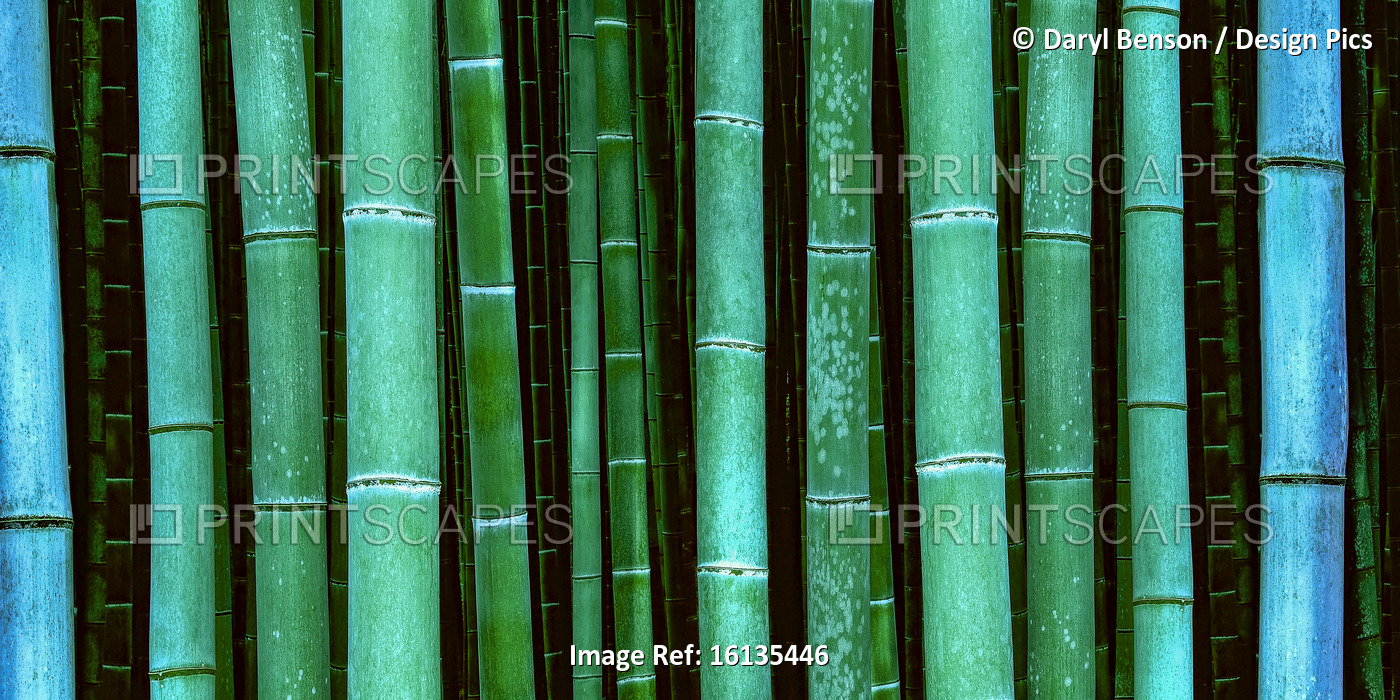 Close-up of Bamboo Forest at Dusk, Near Kyoto, Japan