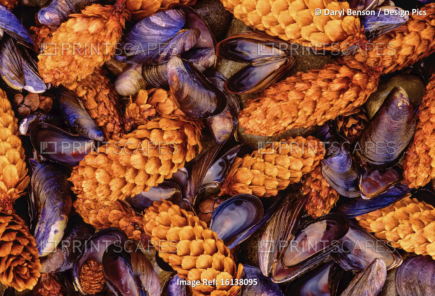 Pine Cones and Mussel Shells