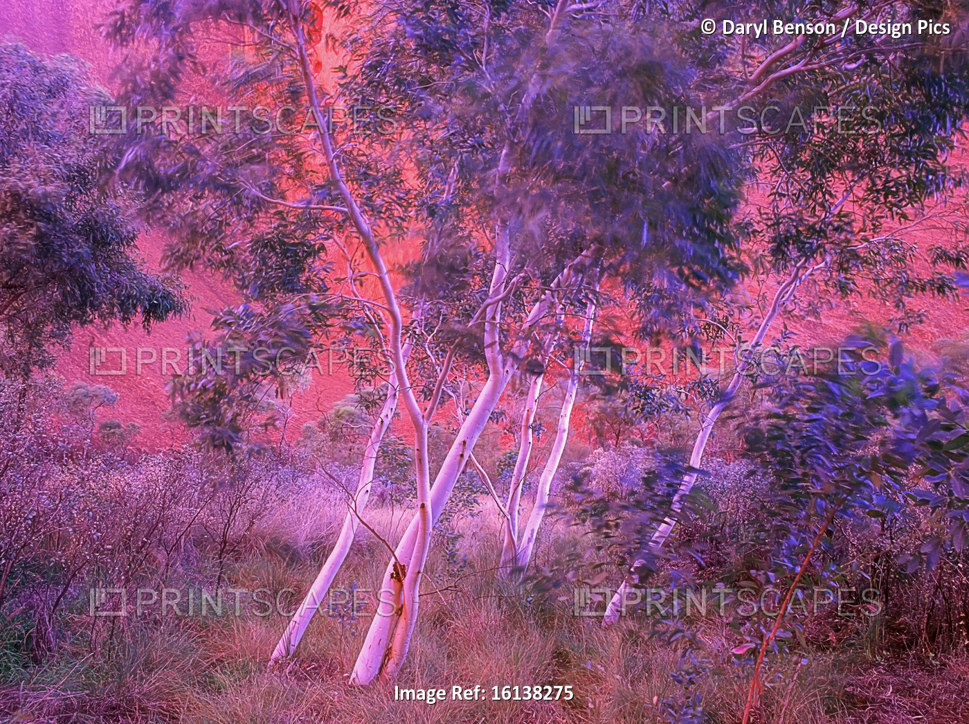 Gum Trees in Wind Uluru National Park Northern Territory, Australia