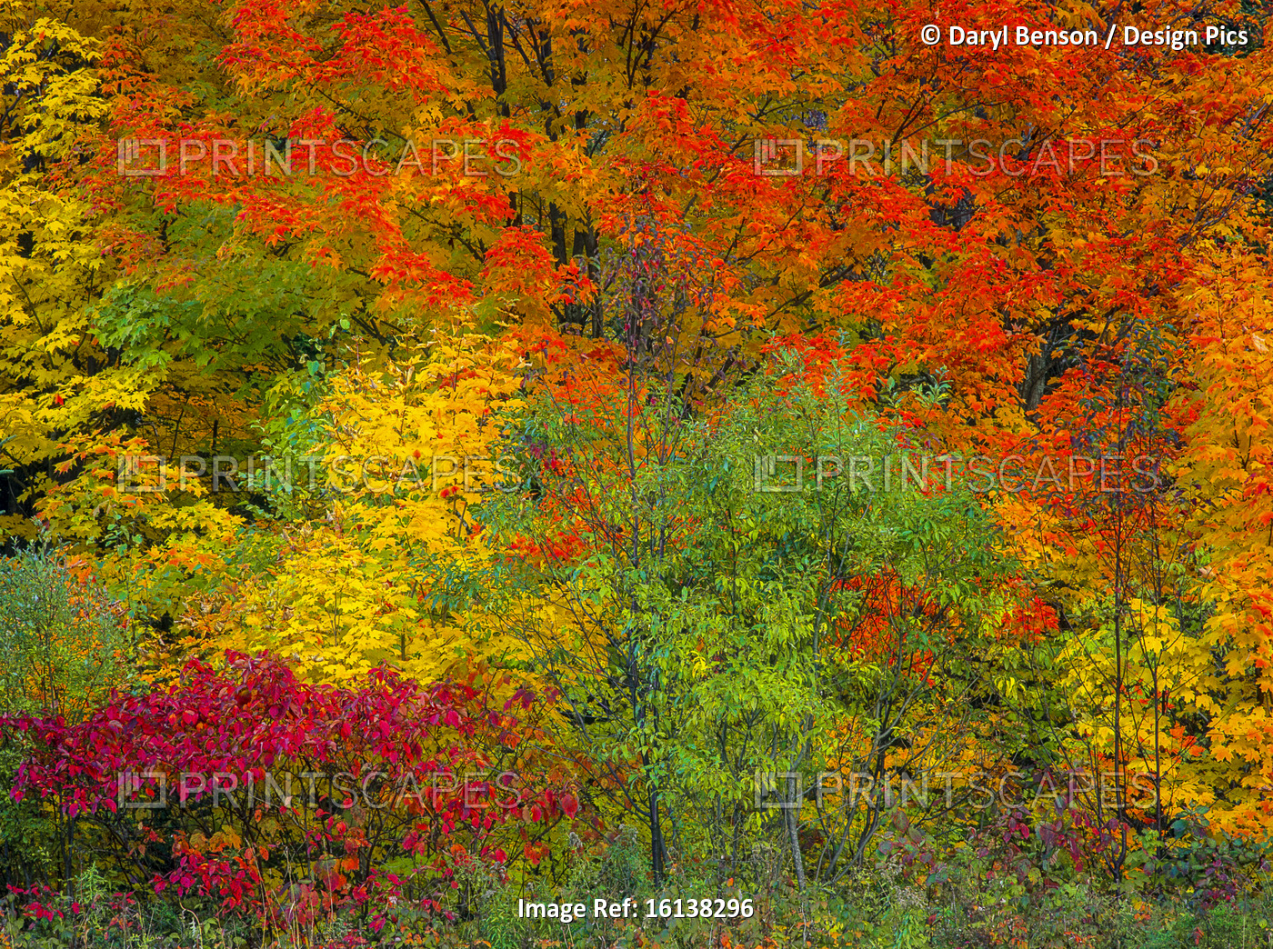 Overview of Trees in Autumn, North Shore, Gaspe Peninsula, Quebec, Canada
