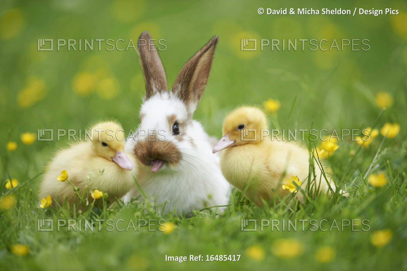 Muscovy Ducklings (Cairina moschata) and Domestic Rabbit on Meadow in Spring, ...