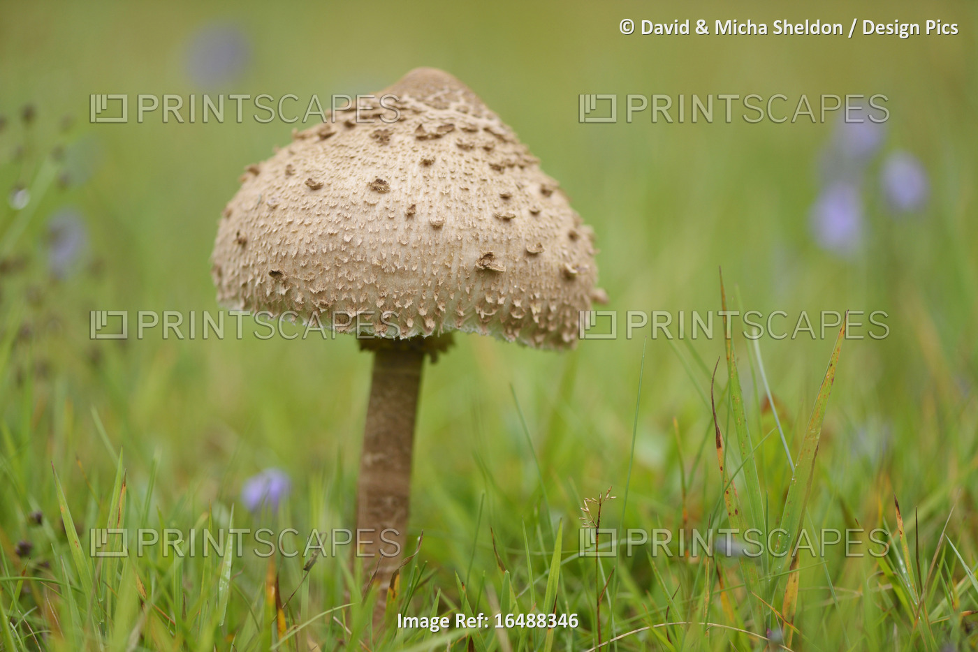Close-up of a parasol mushroom (Macrolepiota procera) mushroom in a meadow in ...
