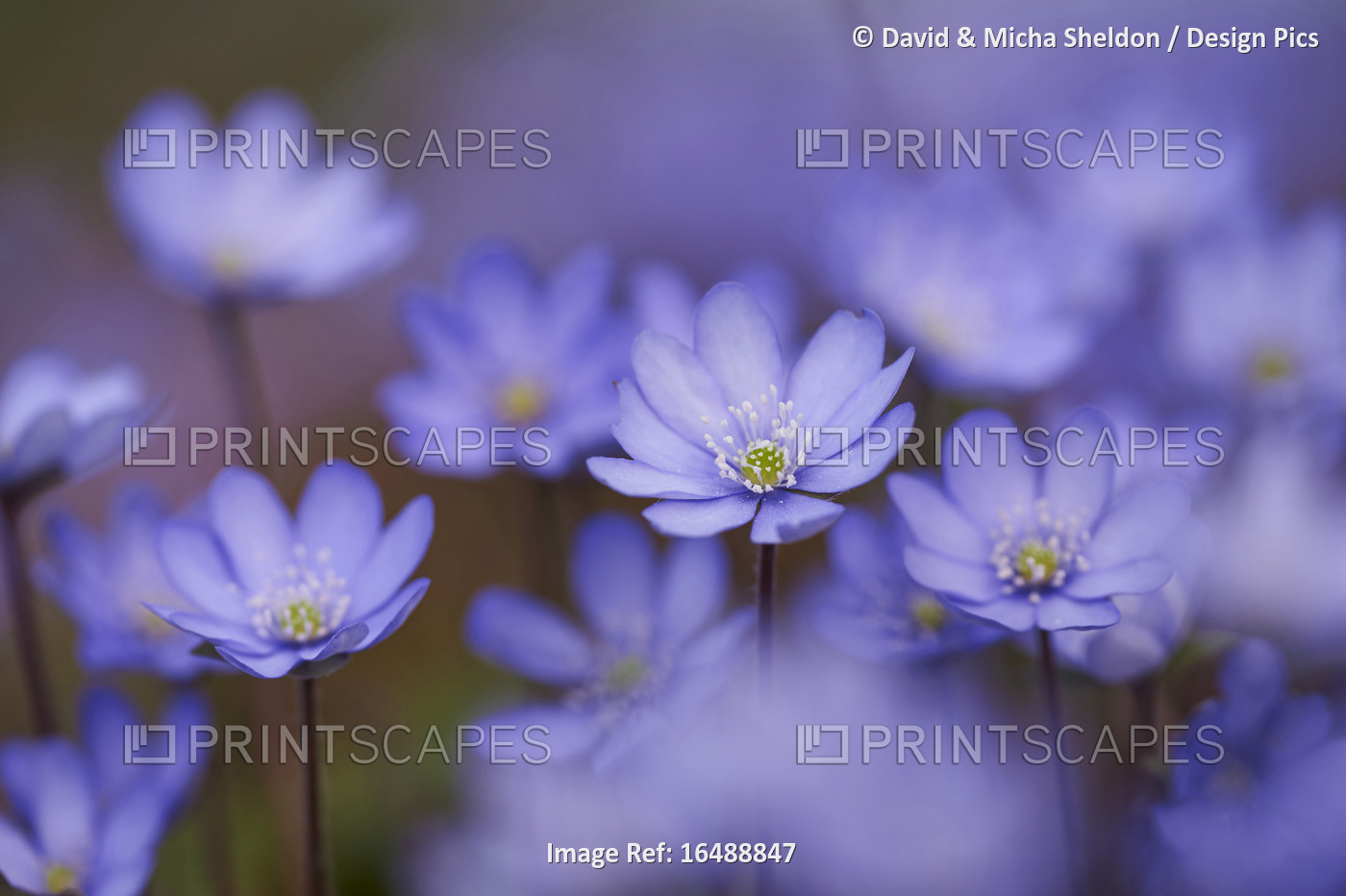 Close-up of Common Hepatica (Anemone hepatica) Blossoms in Forest in Spring, ...
