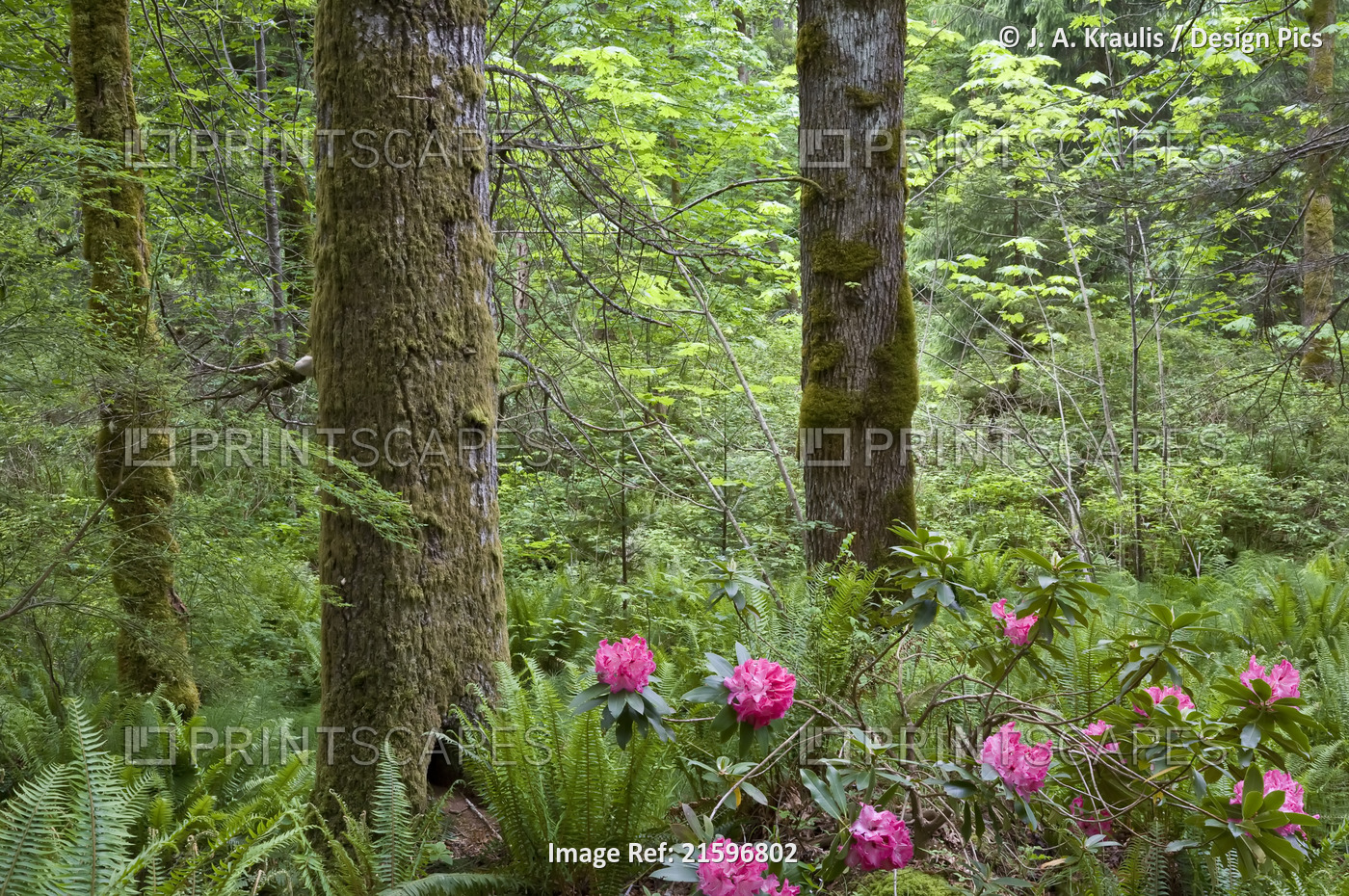 Rhododendrons in Forest, Kitty Coleman Woodland Gardens, Courtenay, British ...