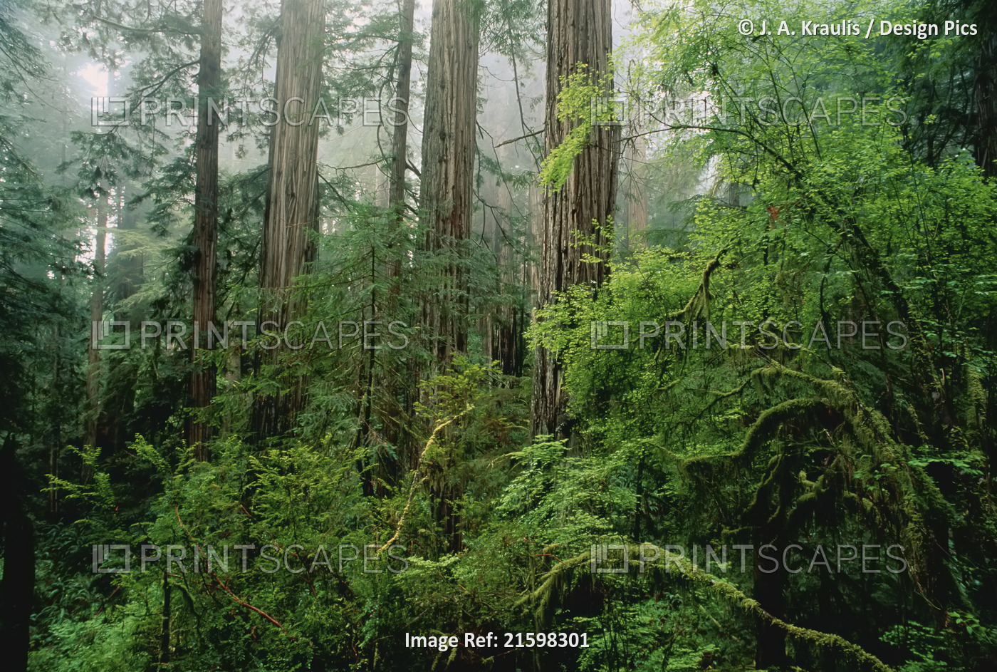 Forest Prairie Creek Redwoods State Park California, USA