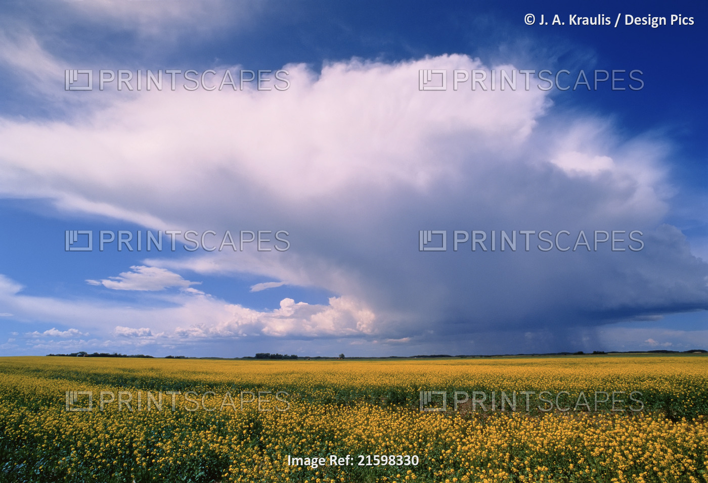 Canola Field and Storm Clouds East of Outlook Saskatchewan, Canada