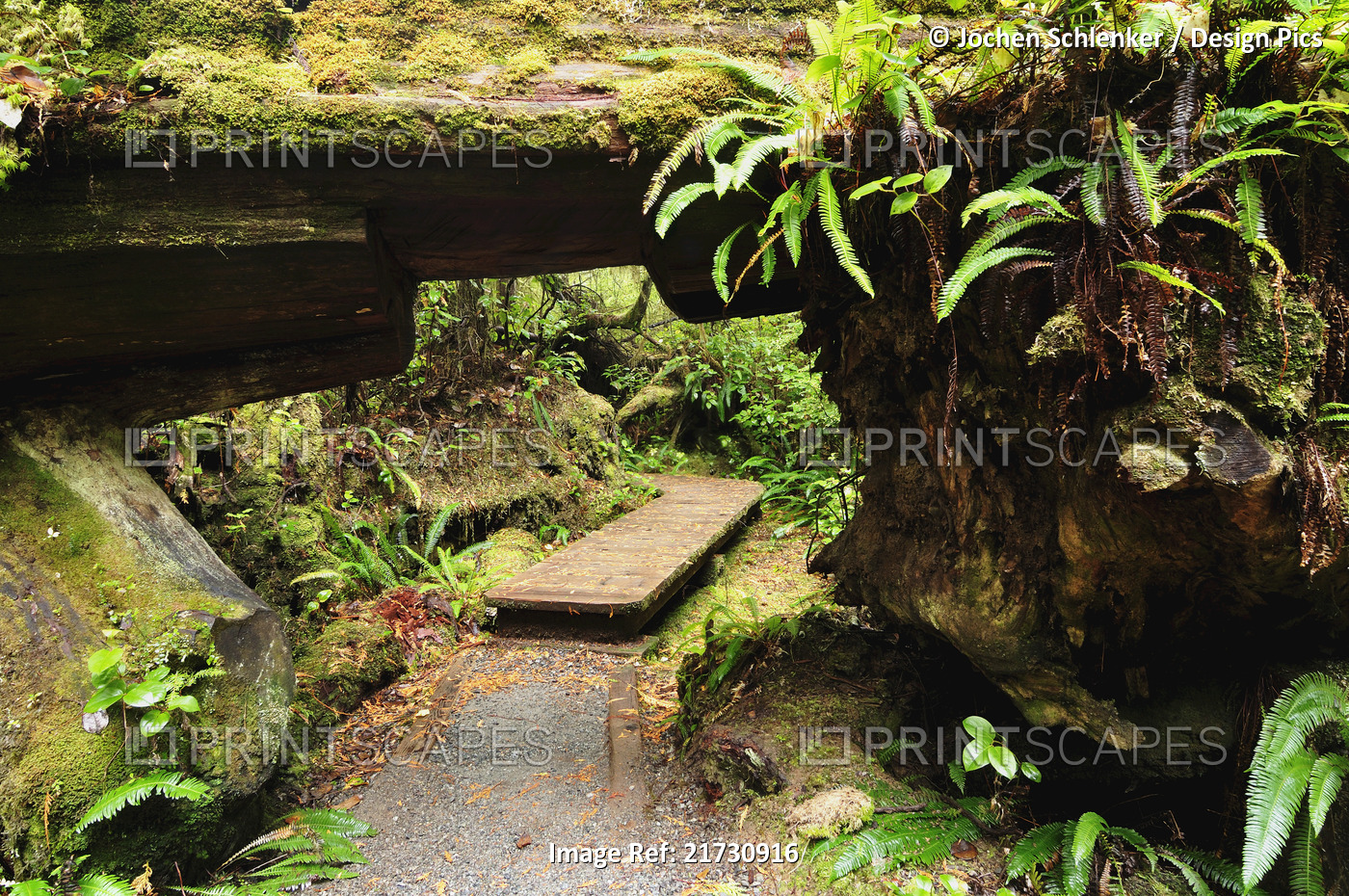 Boardwalk Through Rainforest, Pacific Rim National Park, Vancouver Island, ...