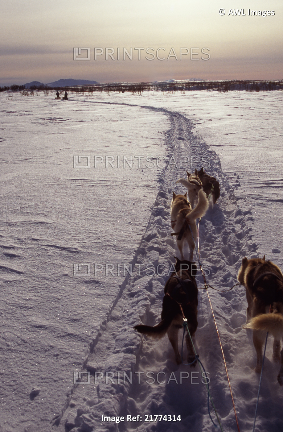 Dogsledding in Lapland. Dog team in movement,view from back of the sled.