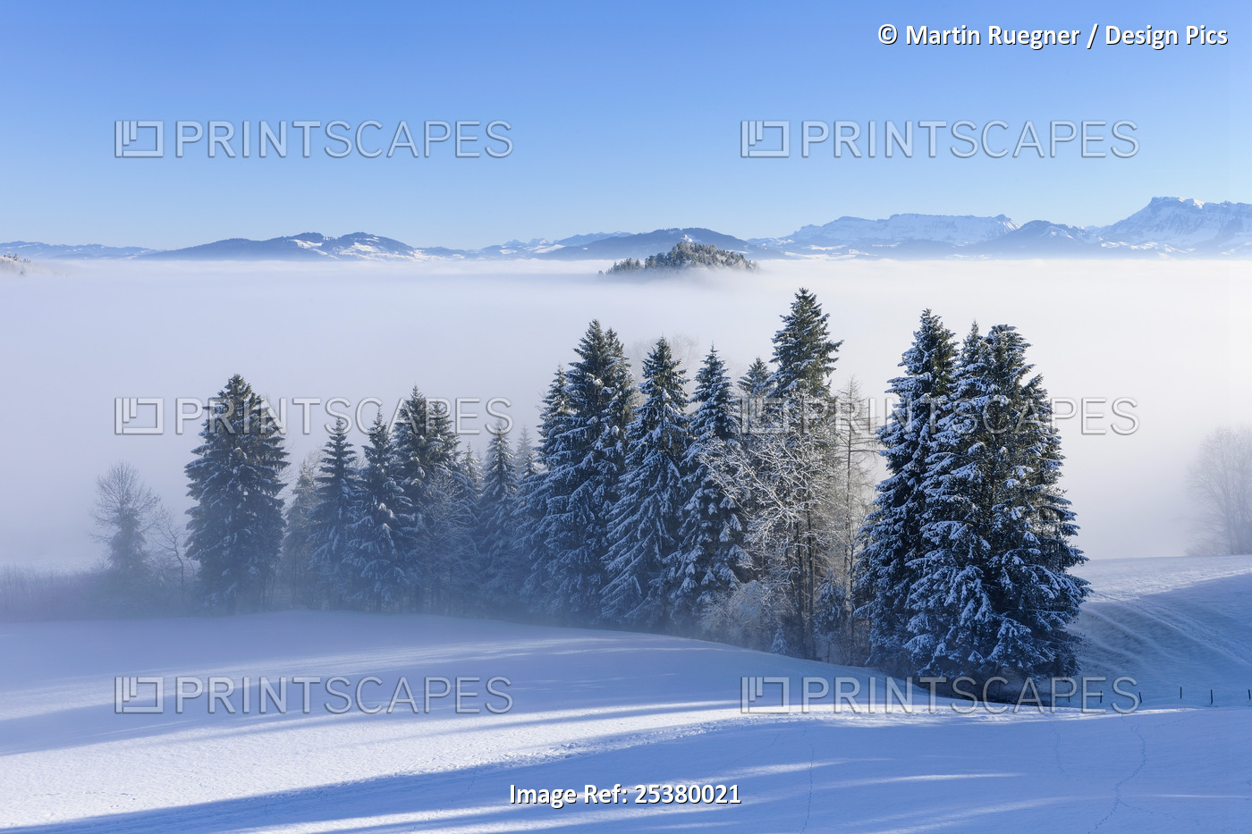 Trees with Mist in Winter Landscape. Canton of Berne, Switzerland