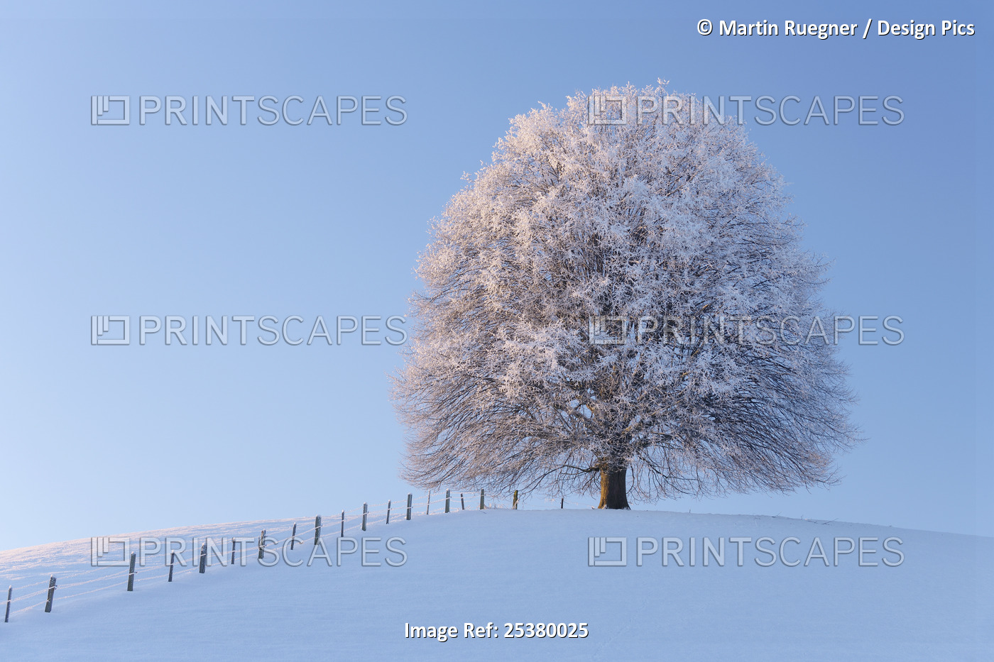 Snow Covered Lime Tree on Hill, Canton of Berne, Switzerland