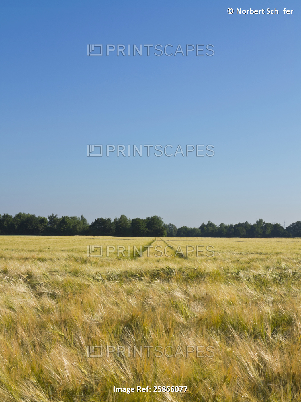 Wheat field with tire tracks in the background, Germany