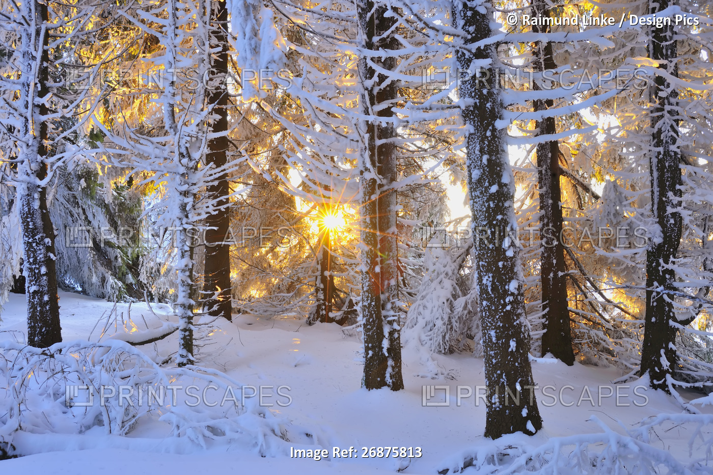 Snow Covered Conifer Tree at Sunrise, Heidelstein, Rhon Mountains, Bavaria, ...