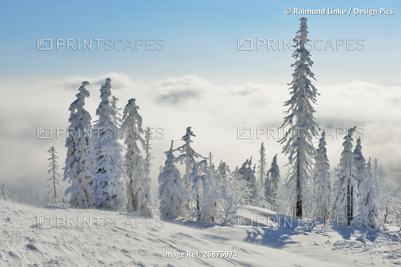 Snow Covered Conifer Forest in the Winter, Grafenau, Lusen, National Park ...