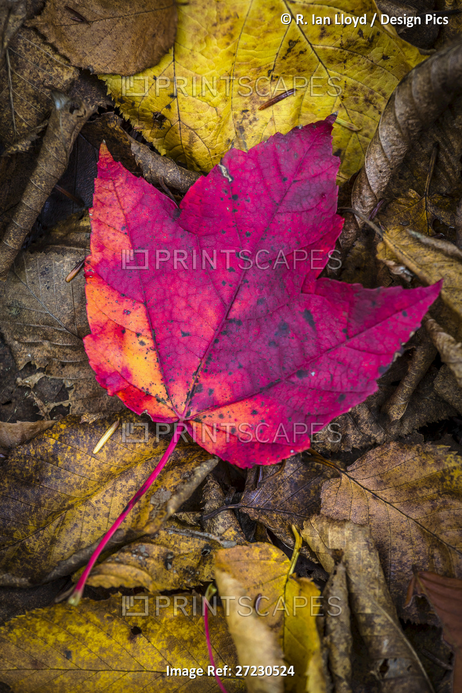 Close-Up of Red Maple Leaf on Forest Floor Amongst Brown Decomposing Leaves