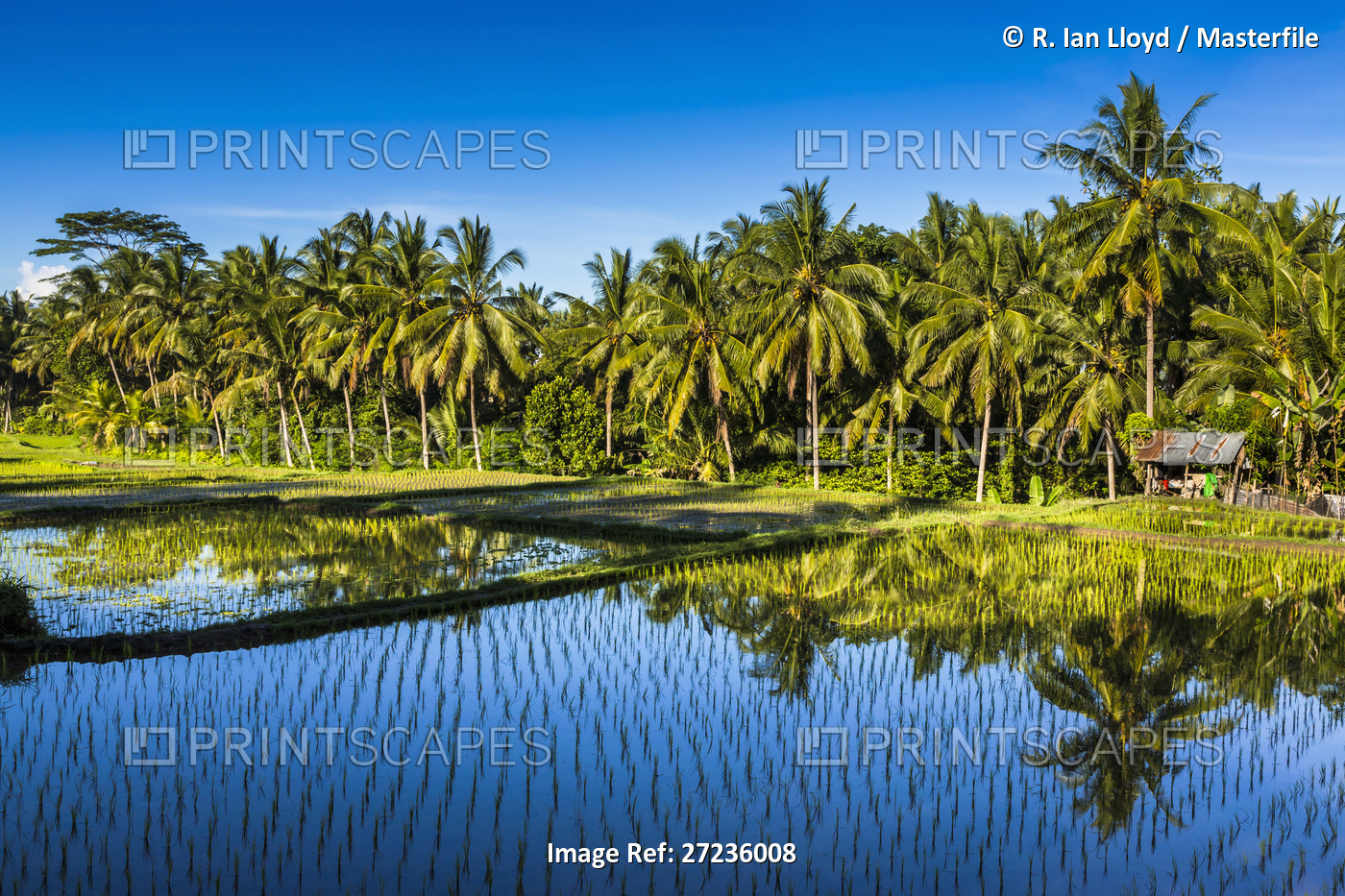 Sunlit palm trees reflected in the shaded water of a rice field in Ubud ...