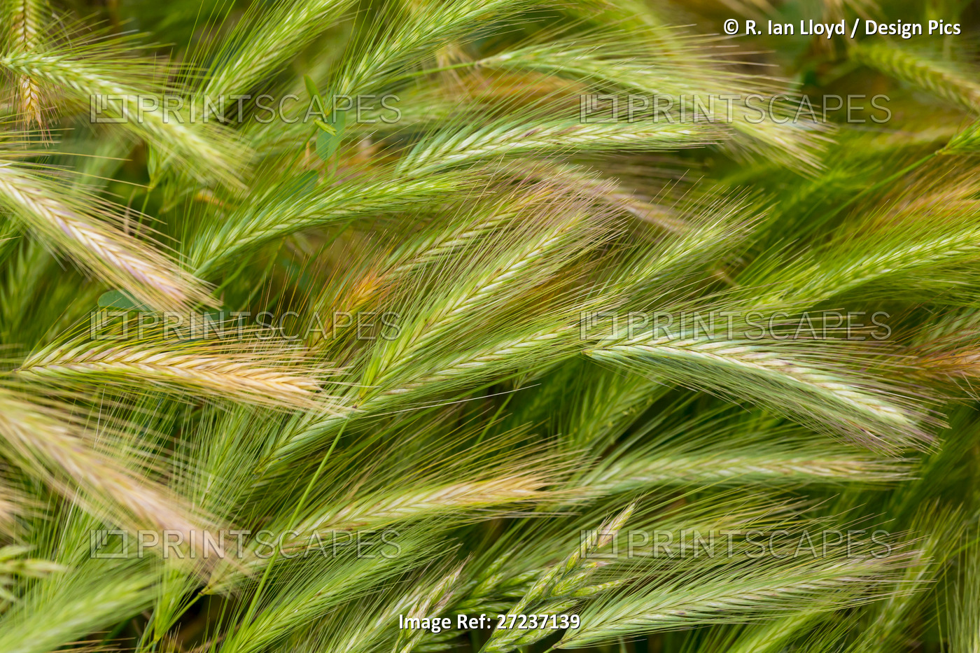 Close-up of long grass in Saint-Remy-de-Provence, Provence-Alpes-Cote d'Azur, ...