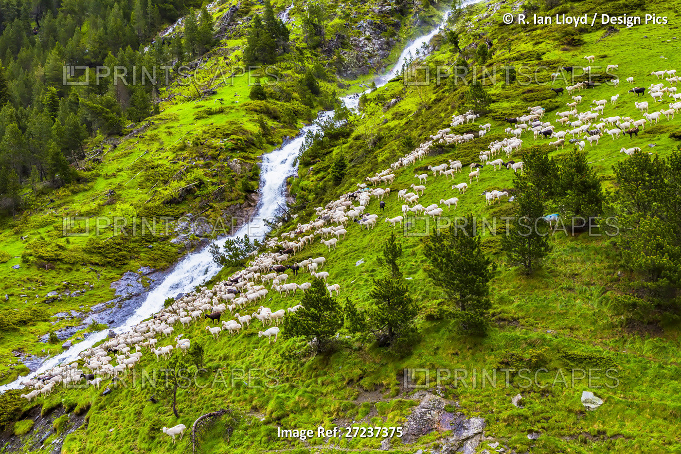 Sheep in the upper valley of Aure in the Bielsa Valley, Pyrenees, France.