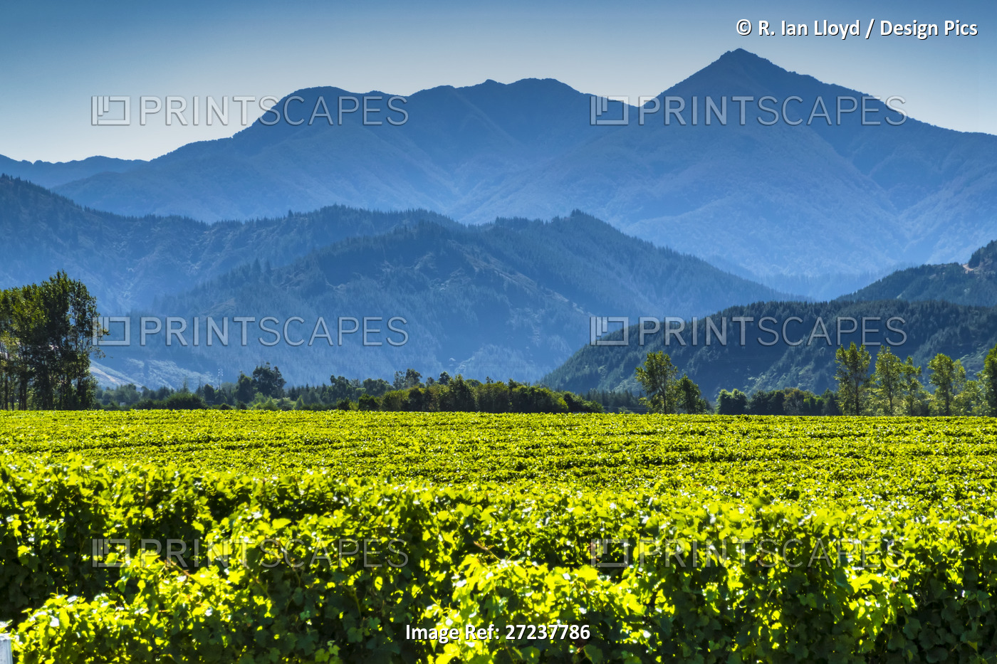 Vineyard growing sauvignon blanc grapes in the Marlborough Region, South ...