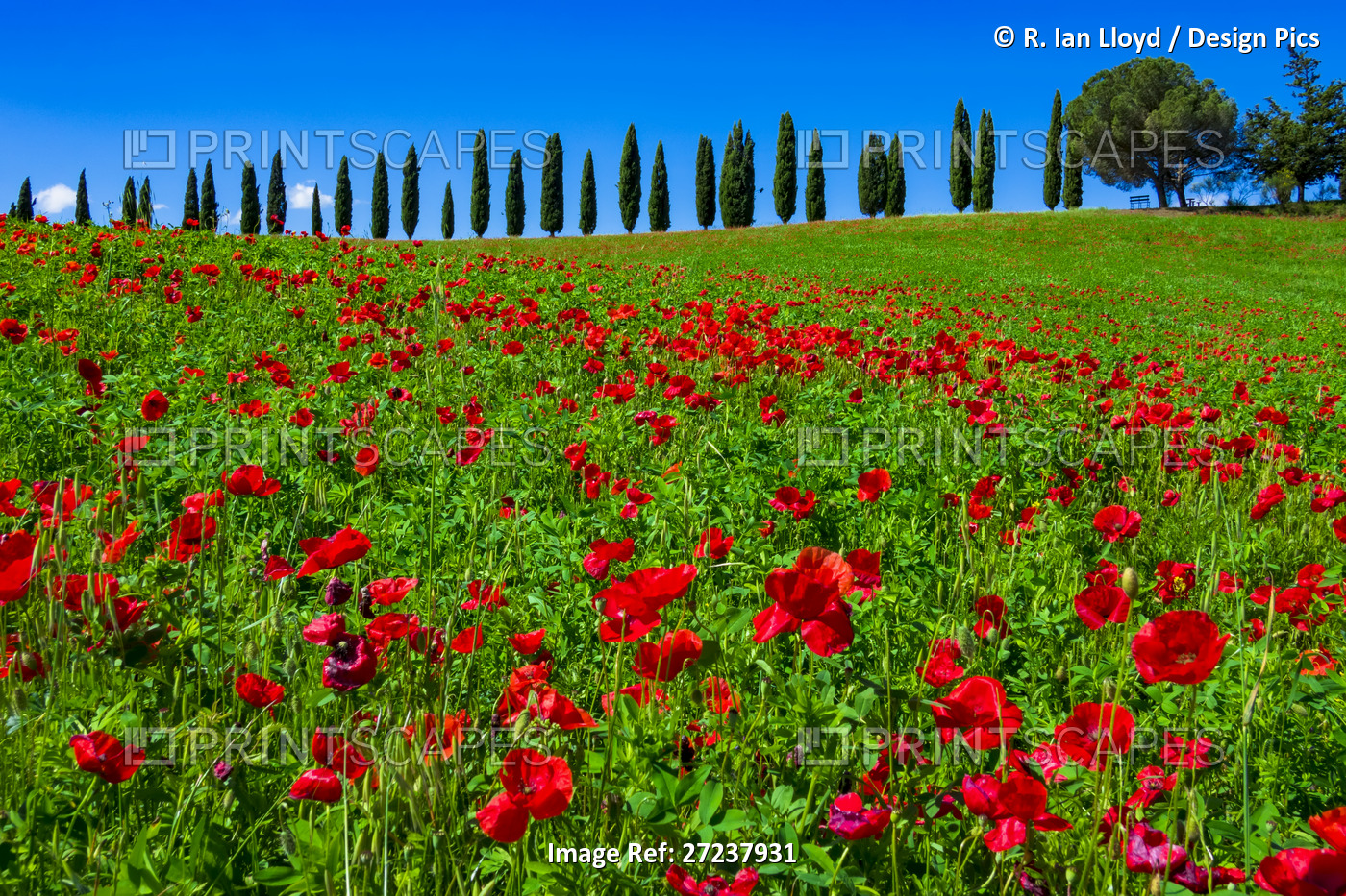Poppies, Tuscany, Italy.
