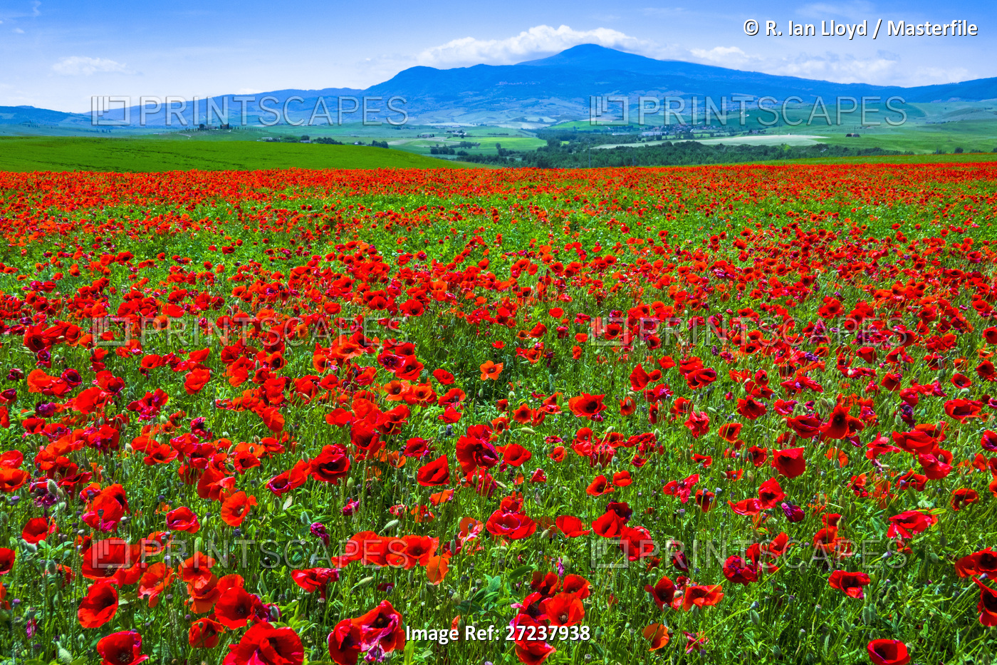 Poppy field, Tuscany, Italy.