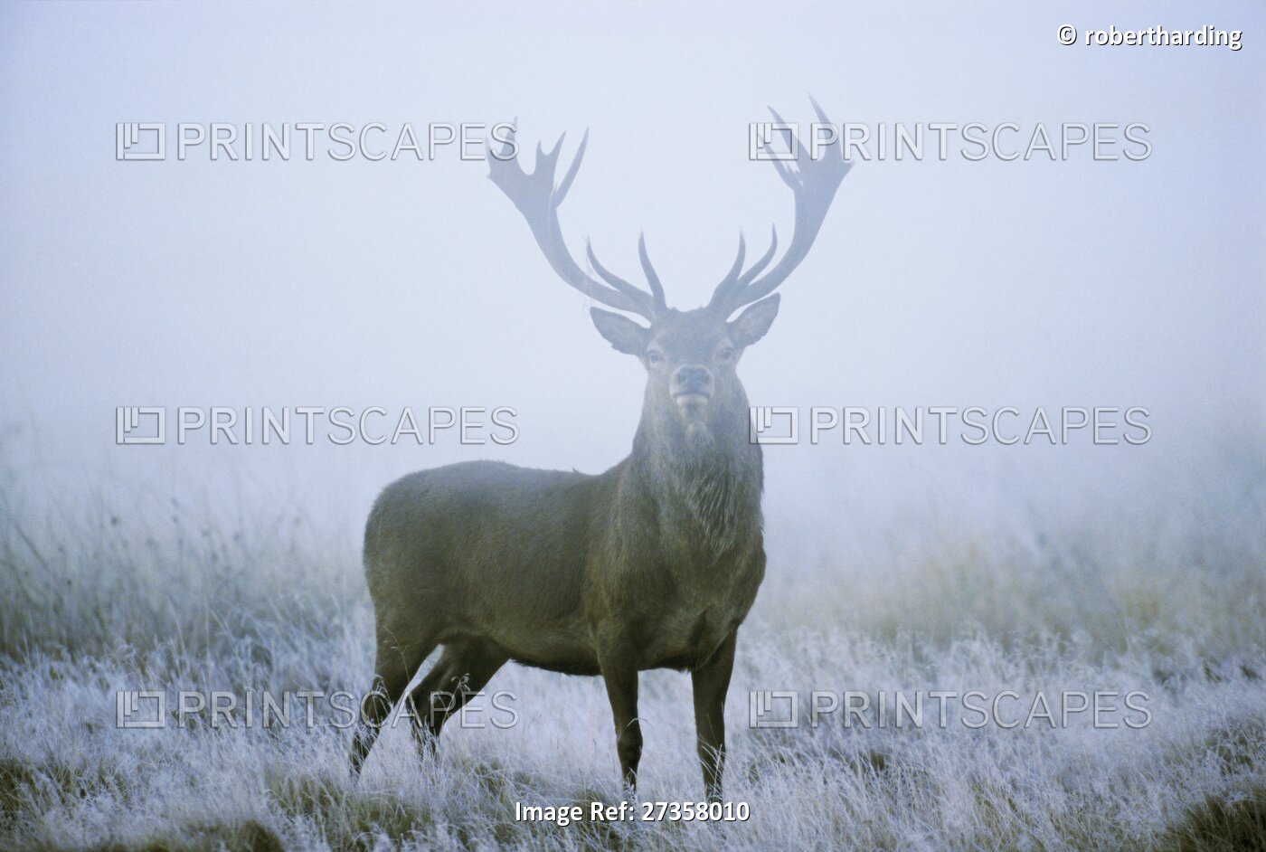 Red deer (cervus elaphus) stag at dawn during rut in September, United Kingdom, ...