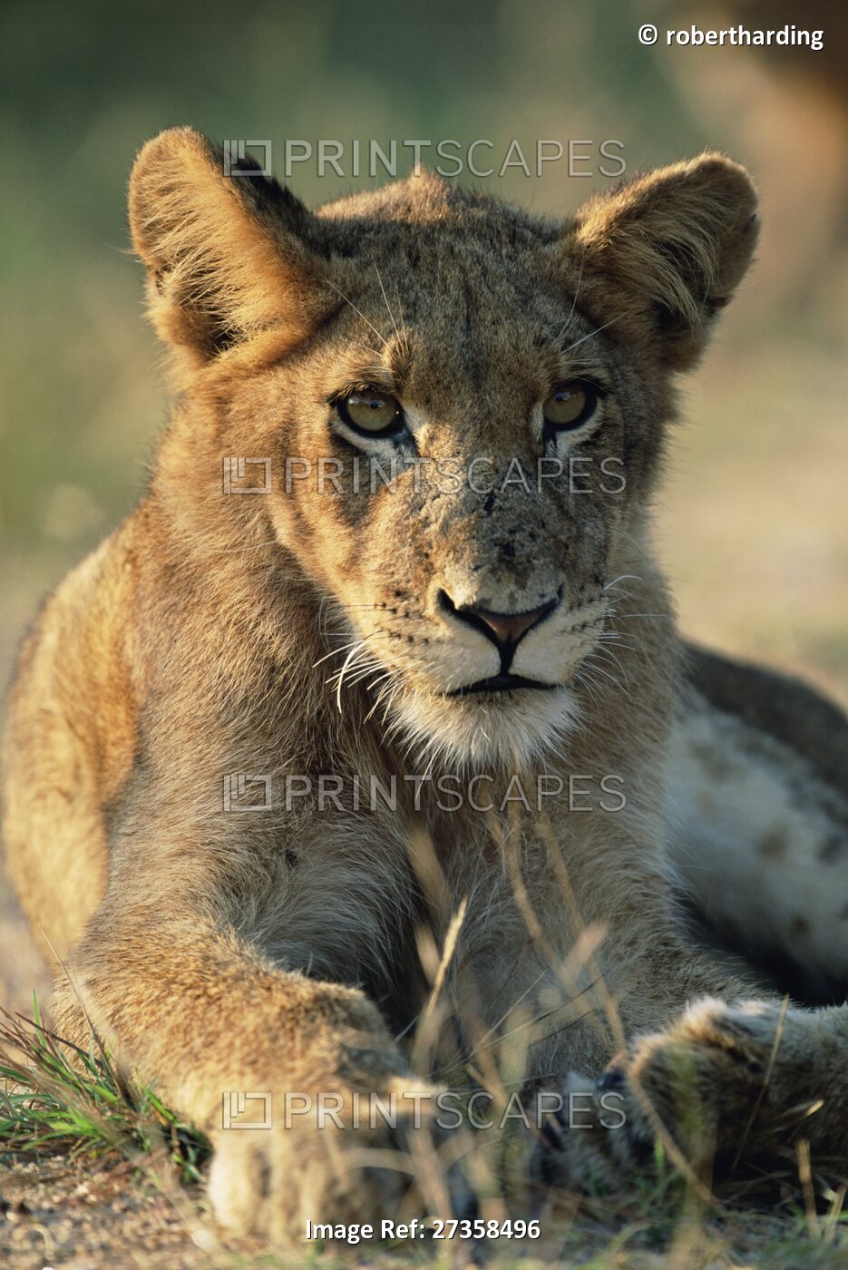 Young lion, Panthera leo, Kruger National Park, South Africa, Africa