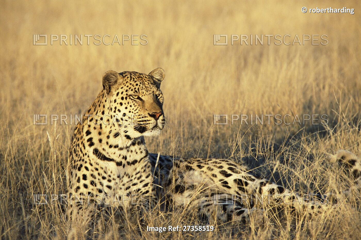 Leopard, Panthera pardus, in captivity, Namibia, Africa