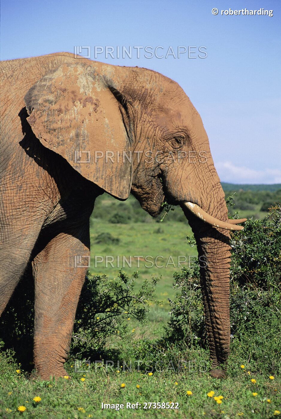 African elephant, Loxodonta africana, covered in mud, Addo, South Africa, Africa