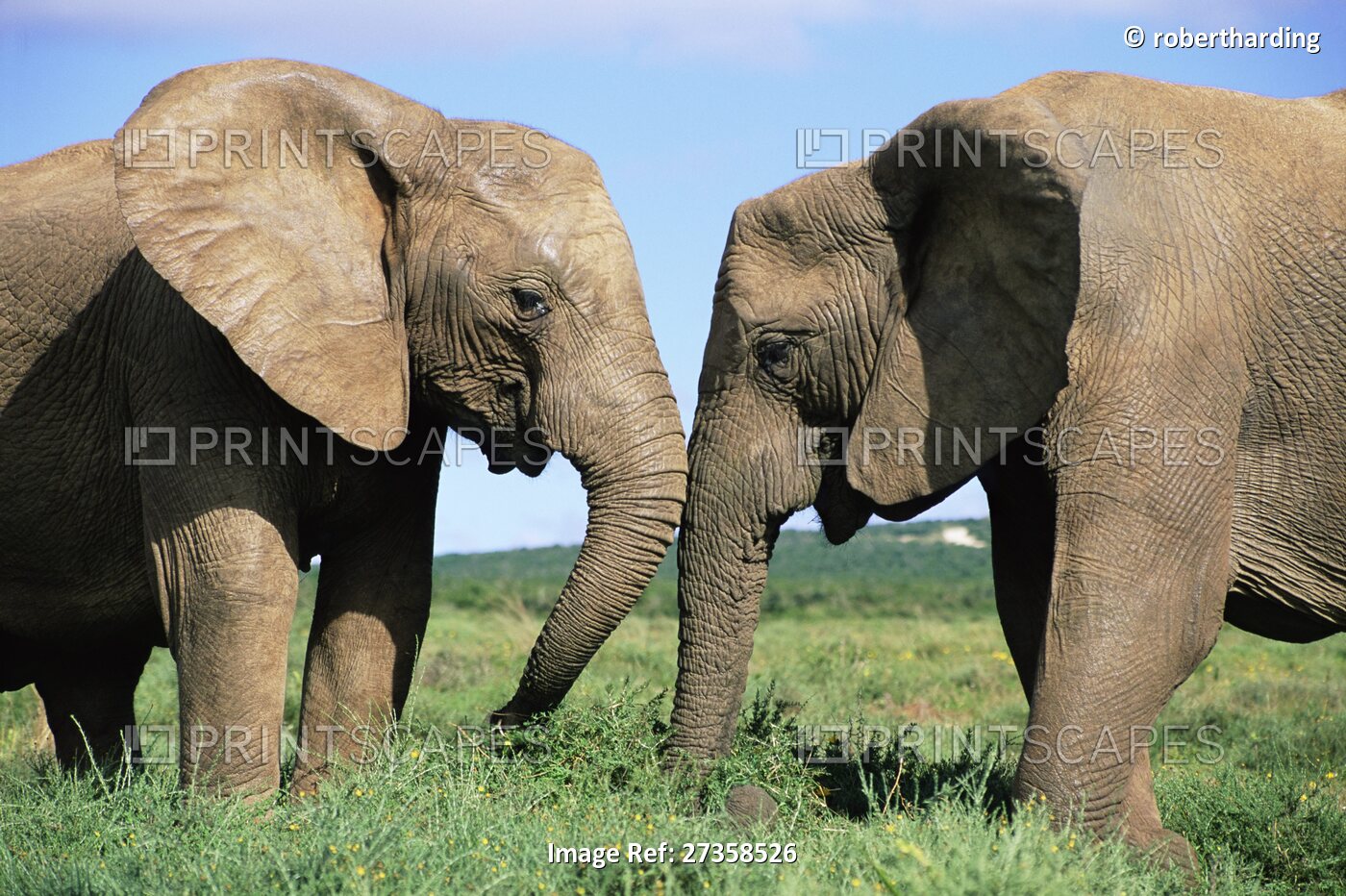 Two African elephants, Loxodonta africana, Addo, South Africa, Africa