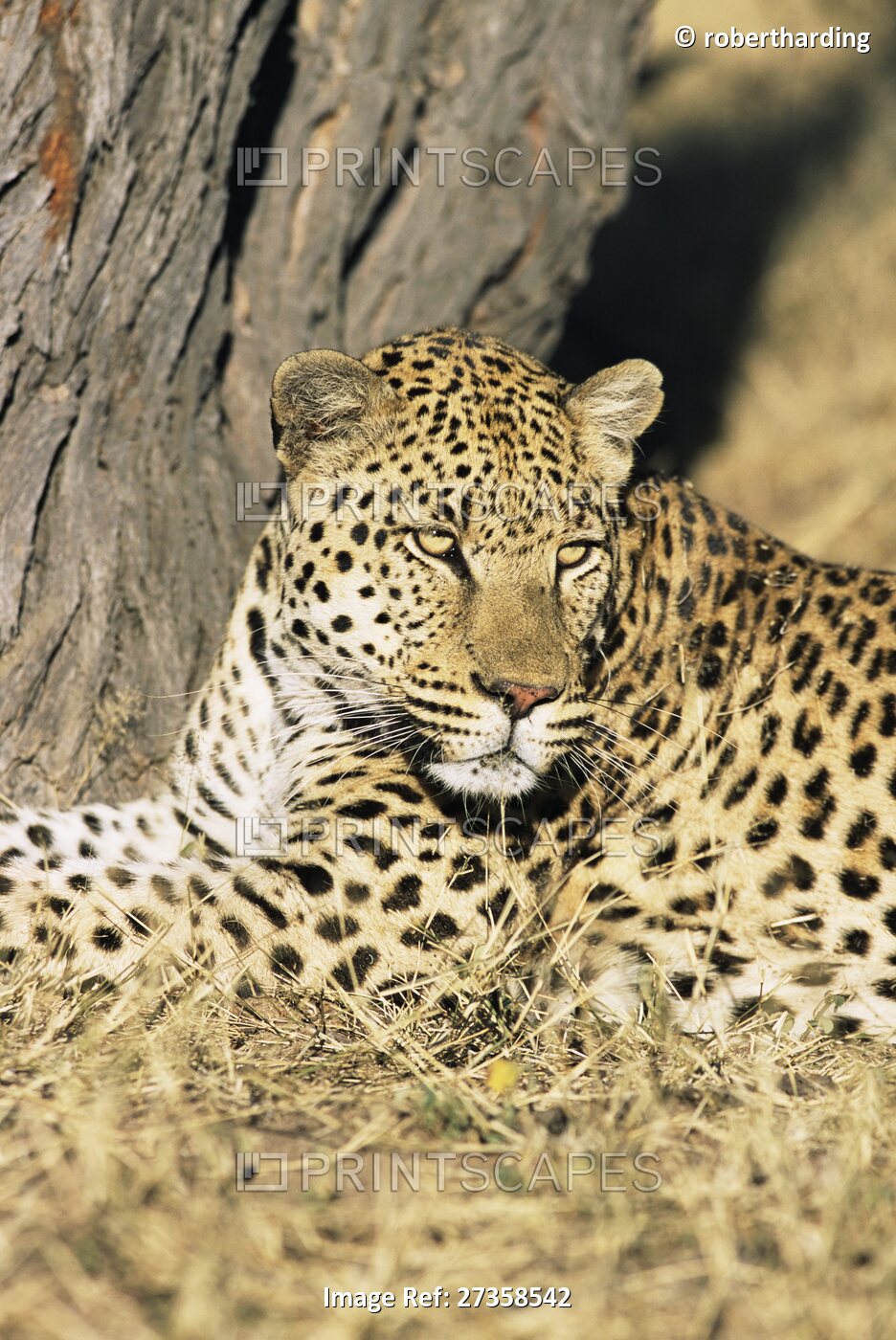 Male leopard, Panthera pardus, in captivity, Namibia, Africa