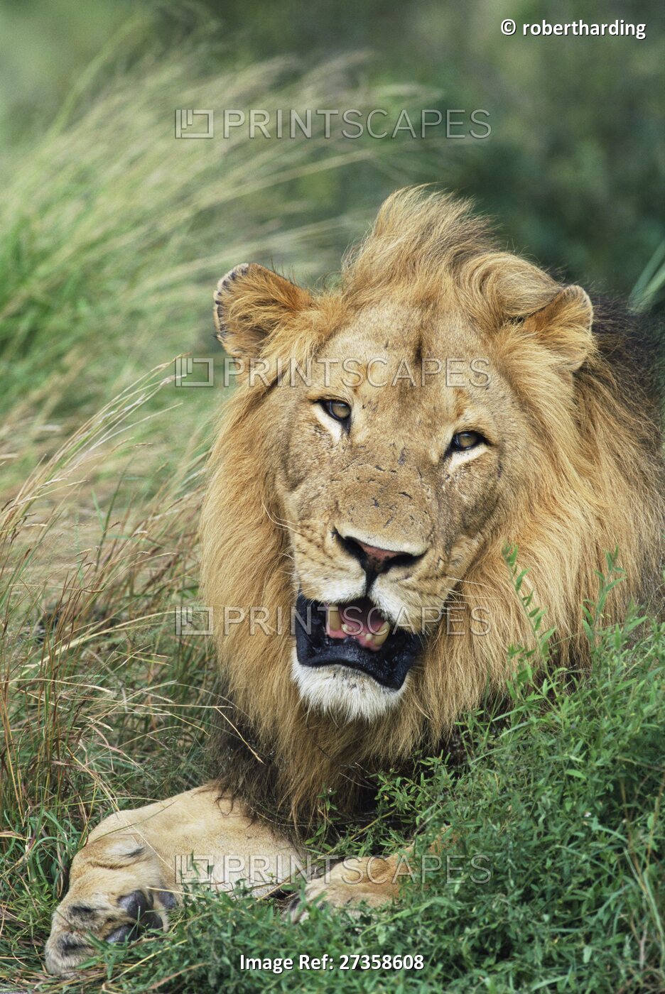 Male lion, Panthera leo, Kruger National Park, South Africa, Africa
