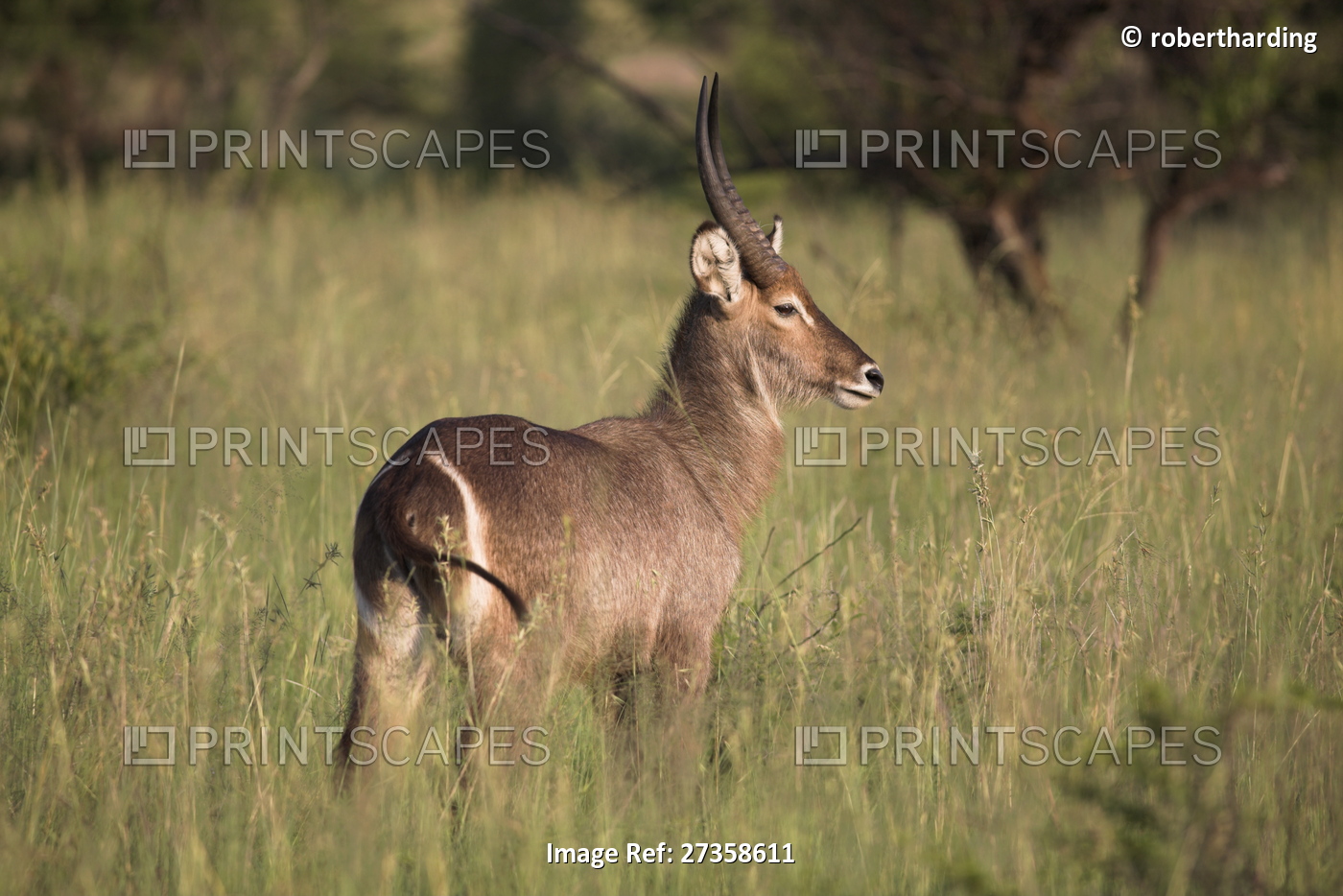 Waterbuck (Kobus ellipsiprymnus), Kruger National Park, Mpumalanga, South ...
