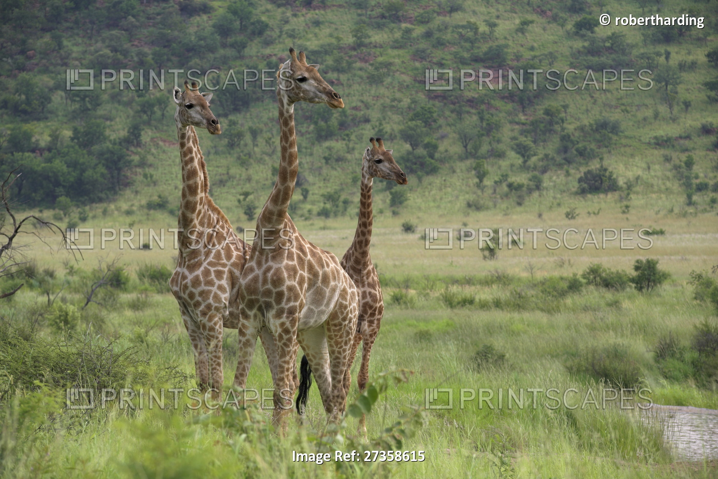 Three giraffes (Giraffa camelopardalis), Pilanesberg Game Reserve, North West ...