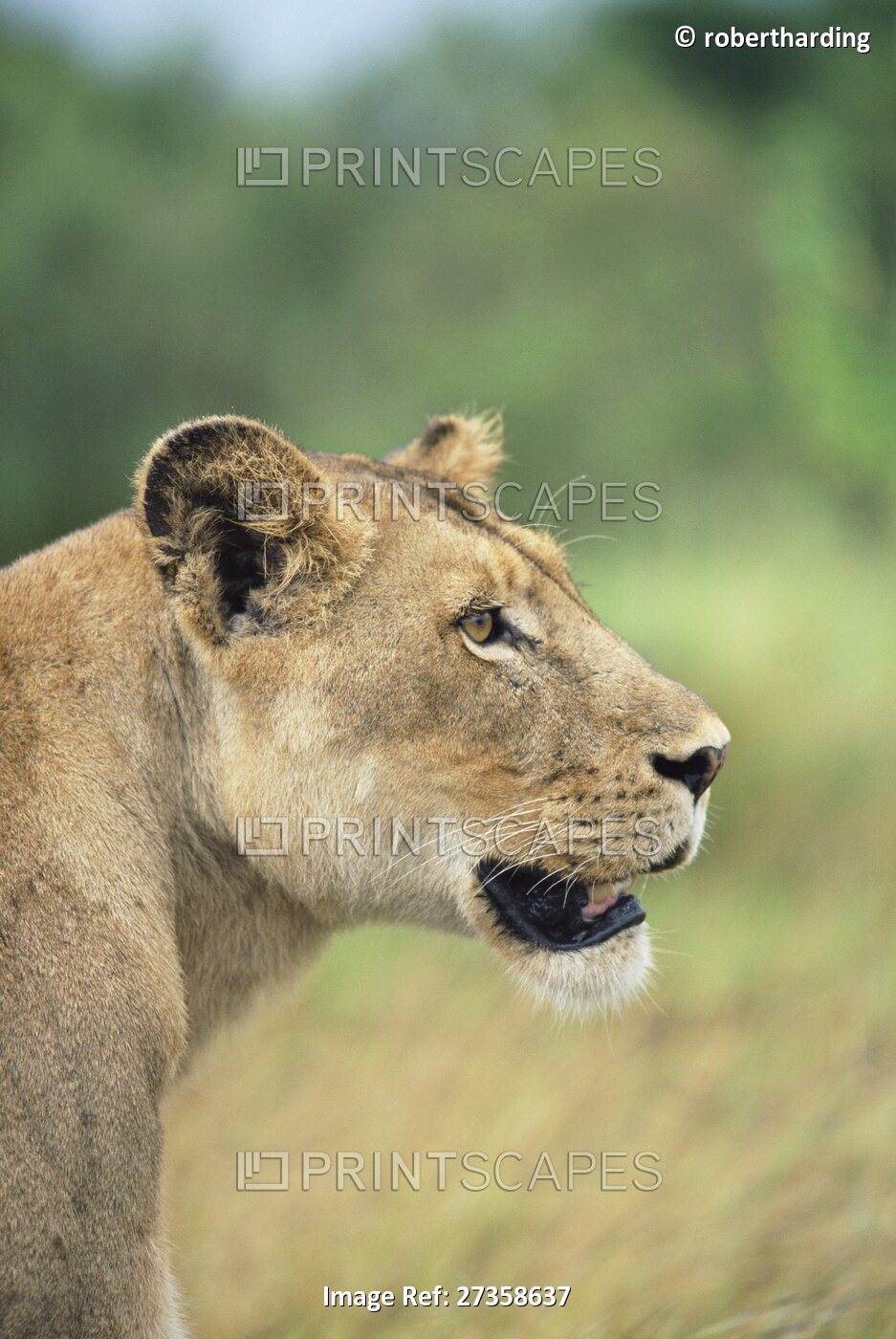 Lioness, Panthera leo, Kruger National Park, South Africa, Africa