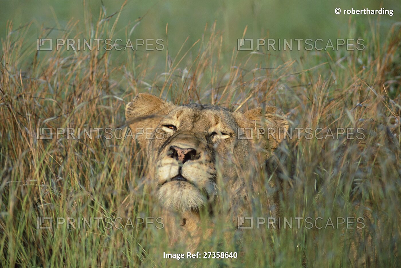 Lioness, Panthera leo, in the grass, Kruger National Park, South Africa, Africa