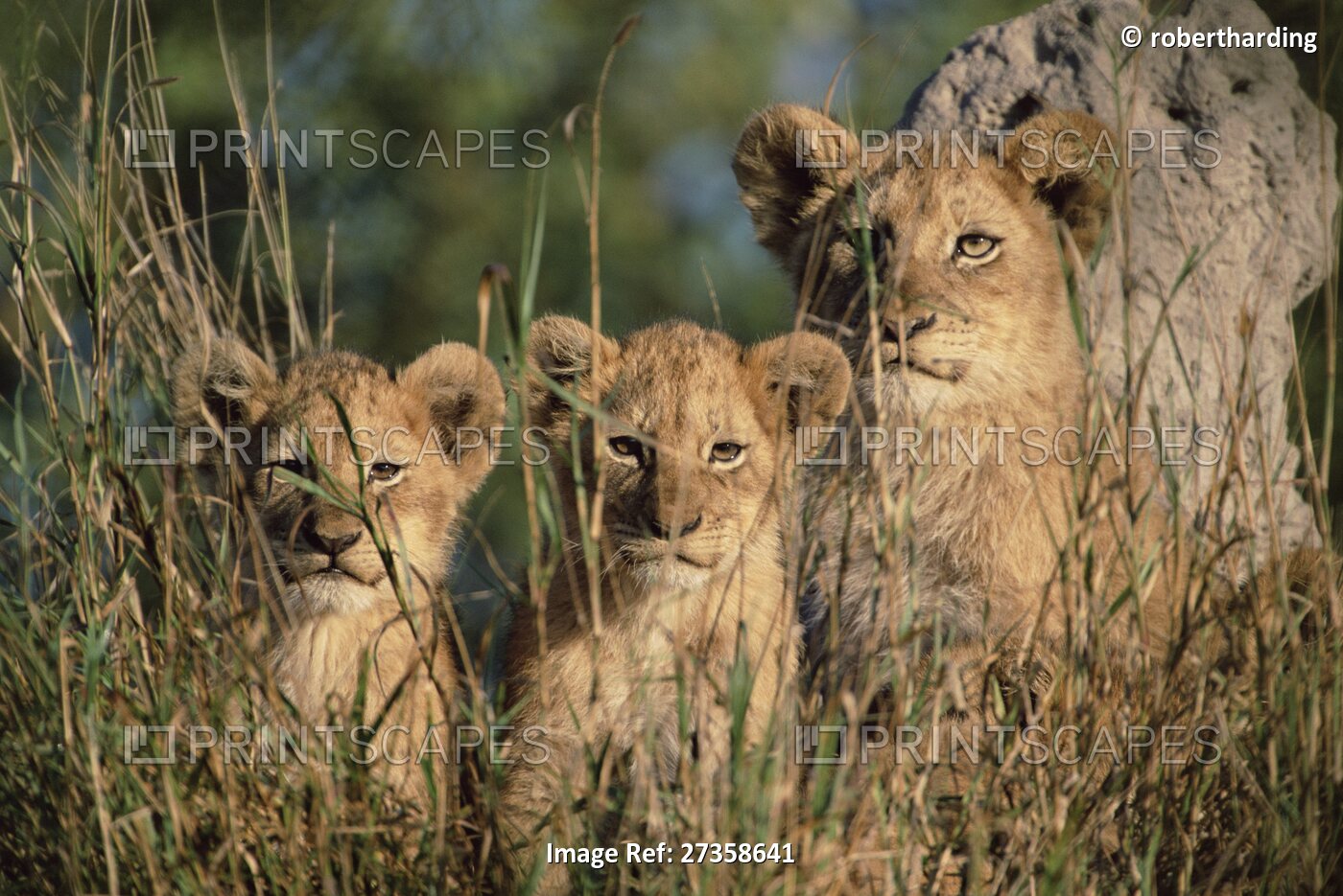 Lion cubs, Panthera leo, Kruger National Park, South Africa, Africa