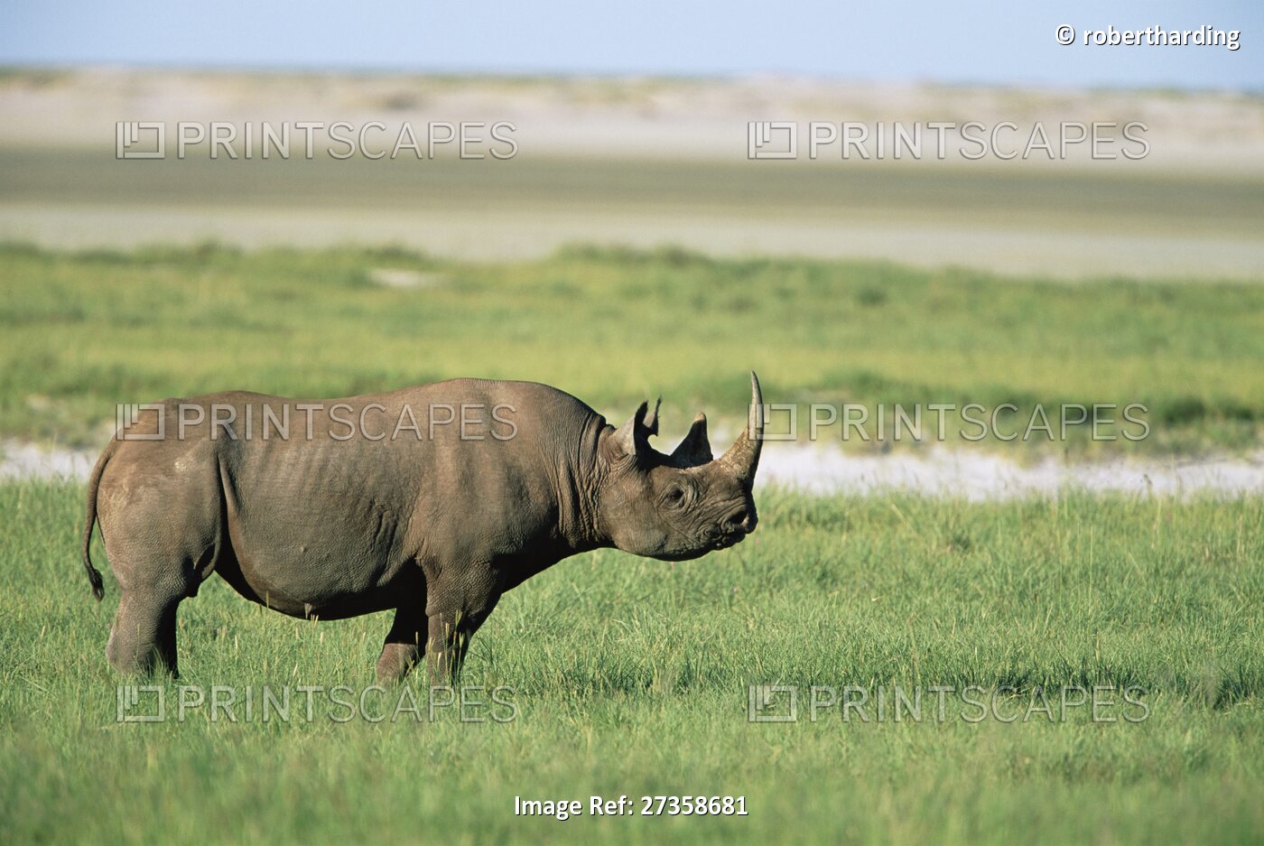 Black rhinoceros (rhino), Diceros bicomis bicomis, Etosha National Park, ...